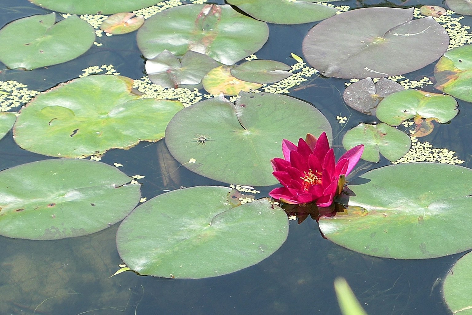 Eine lebhafte rote Seerose umgeben von grünen Seerosenblättern auf einer ruhigen Wasseroberfläche