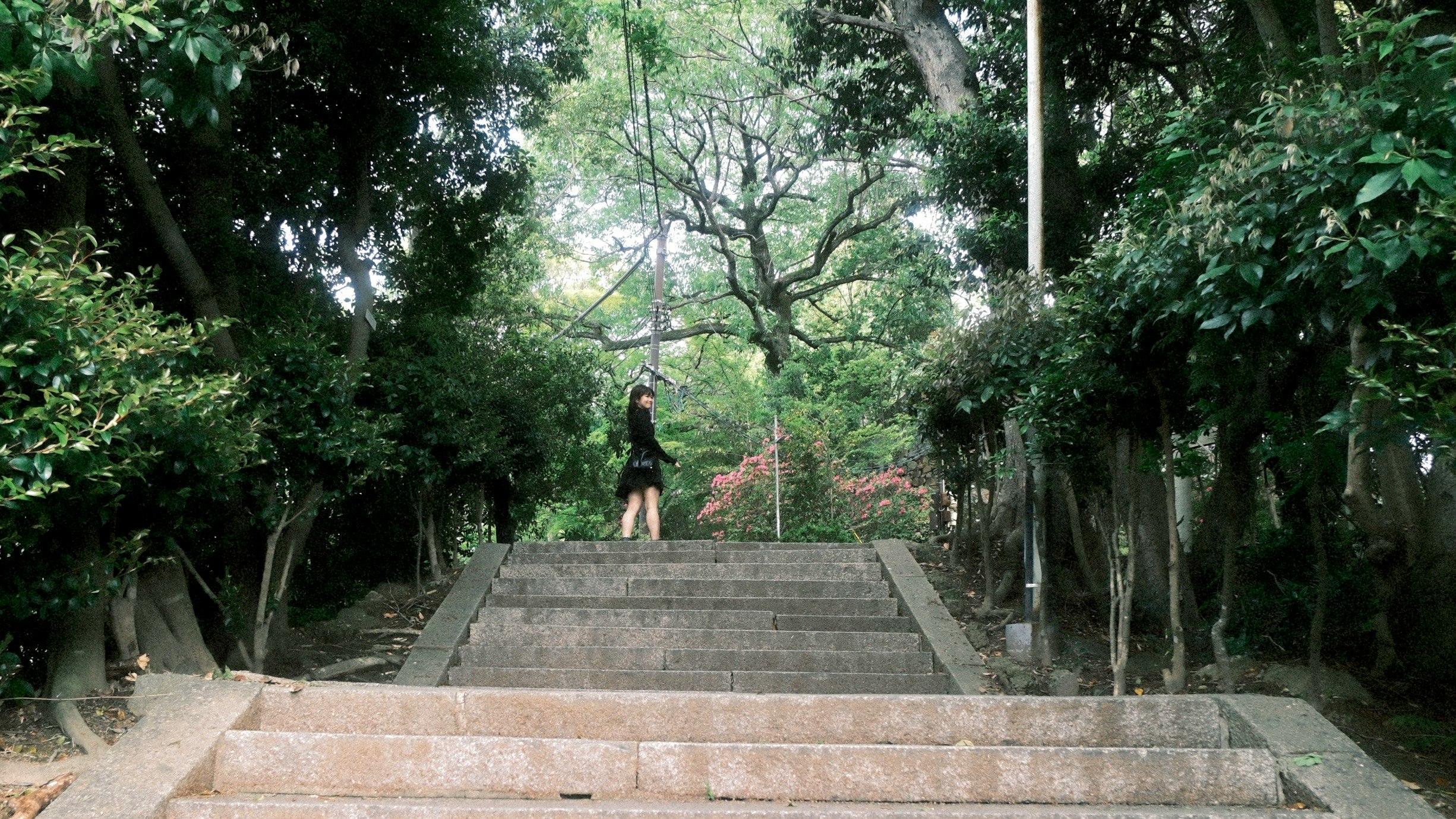 울창한 녹지 사이로 이어진 돌계단