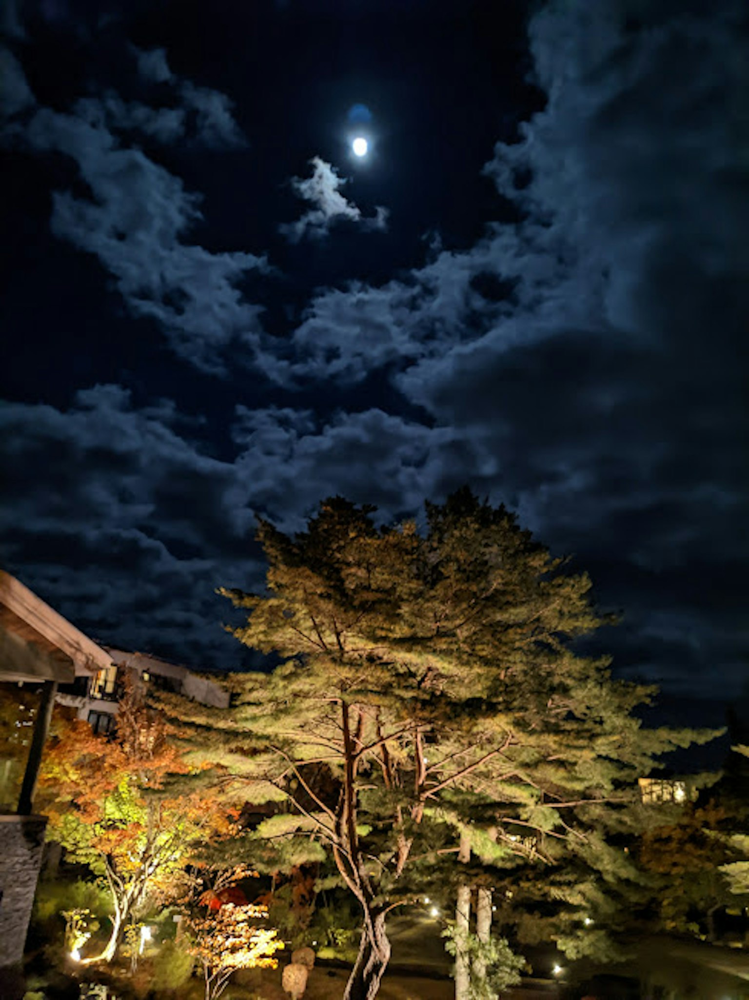 月光照耀下的夜空和云彩中的花园树木