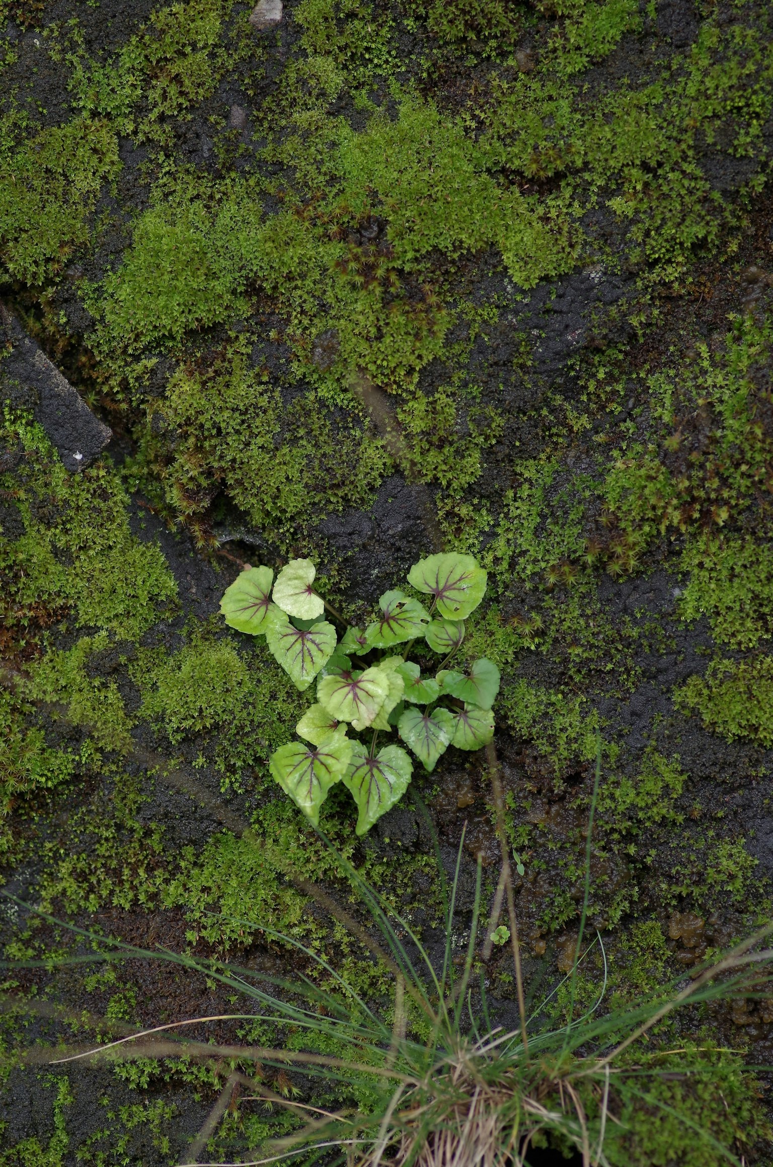 Pequeña planta creciendo en una roca cubierta de musgo