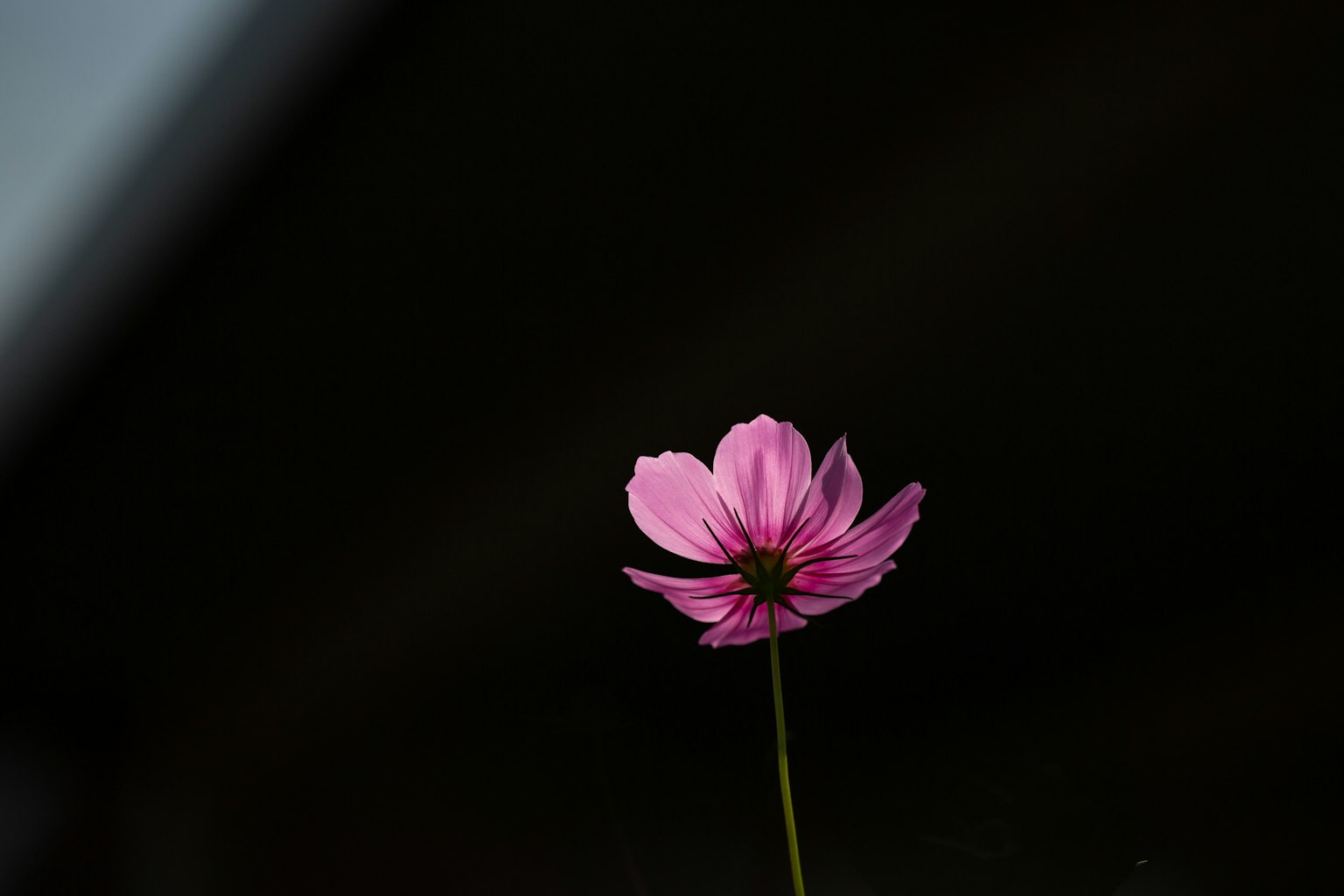 A pink flower stands out against a dark background