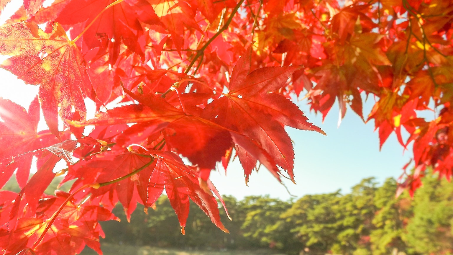 Foglie di acero rosse vibranti che brillano nella luce autunnale