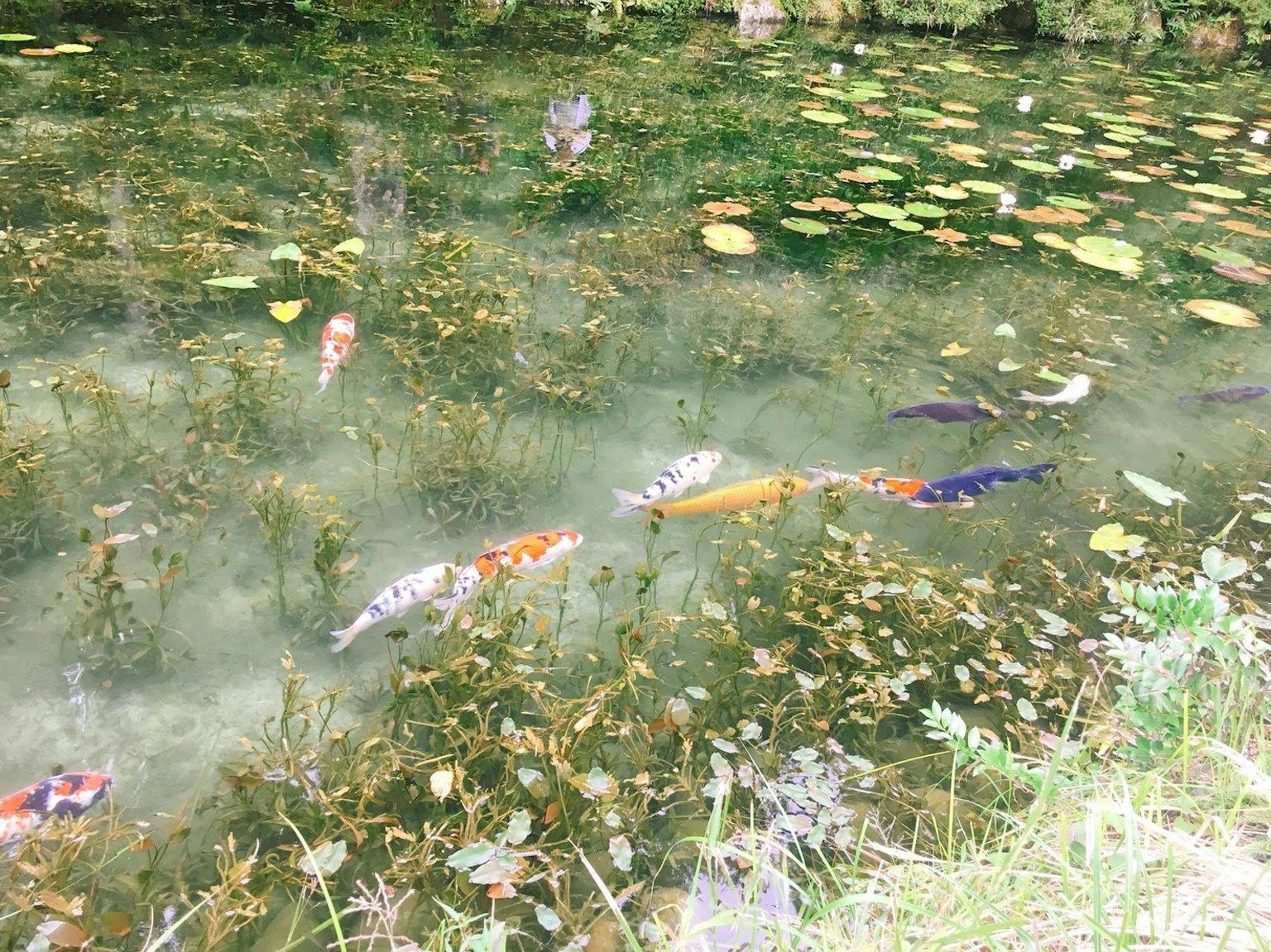 Bunte Koi-Fische schwimmen in einem Teich zwischen Seerosen