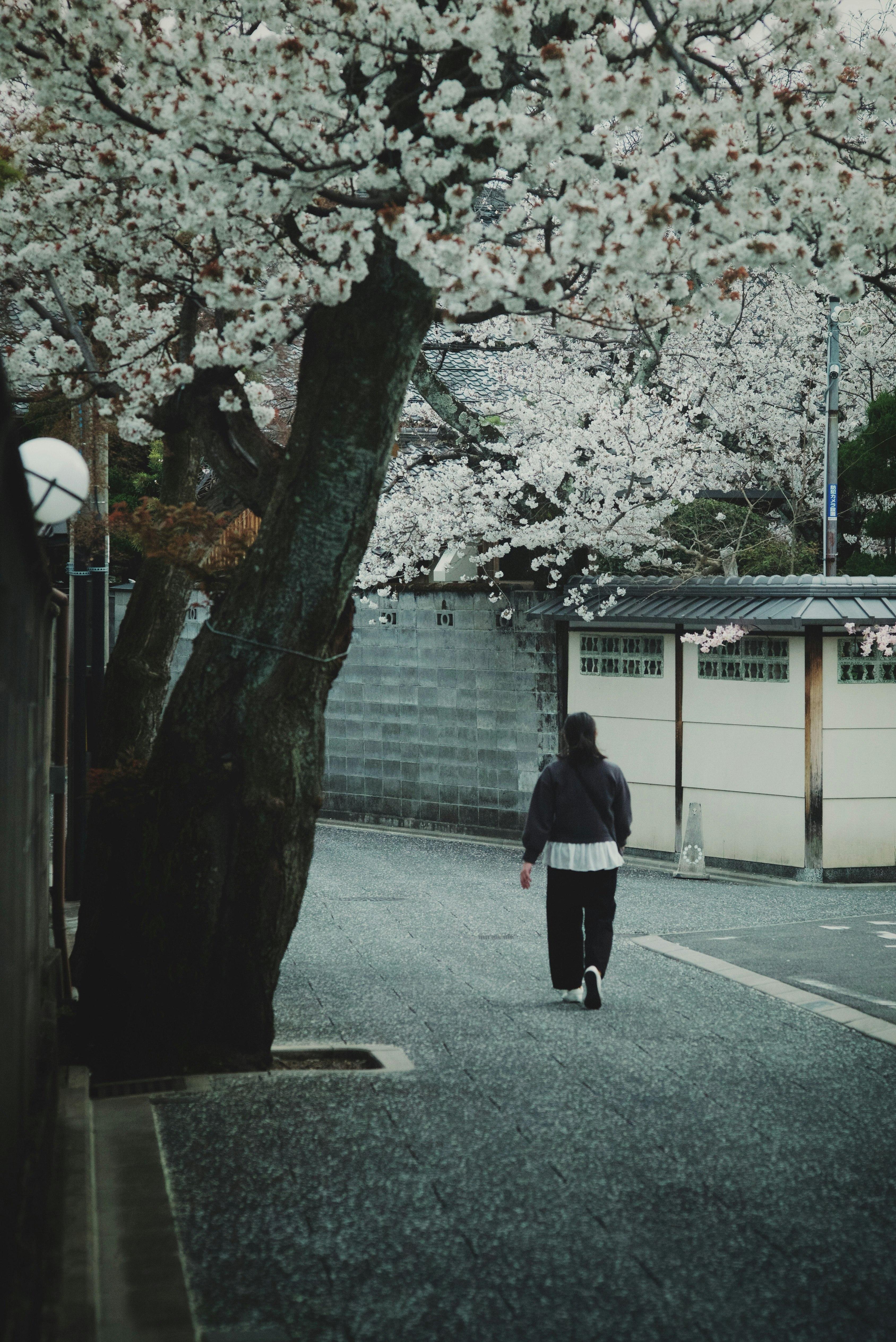 上七軒の桜並木と路地の石畳を歩く人のある春景色