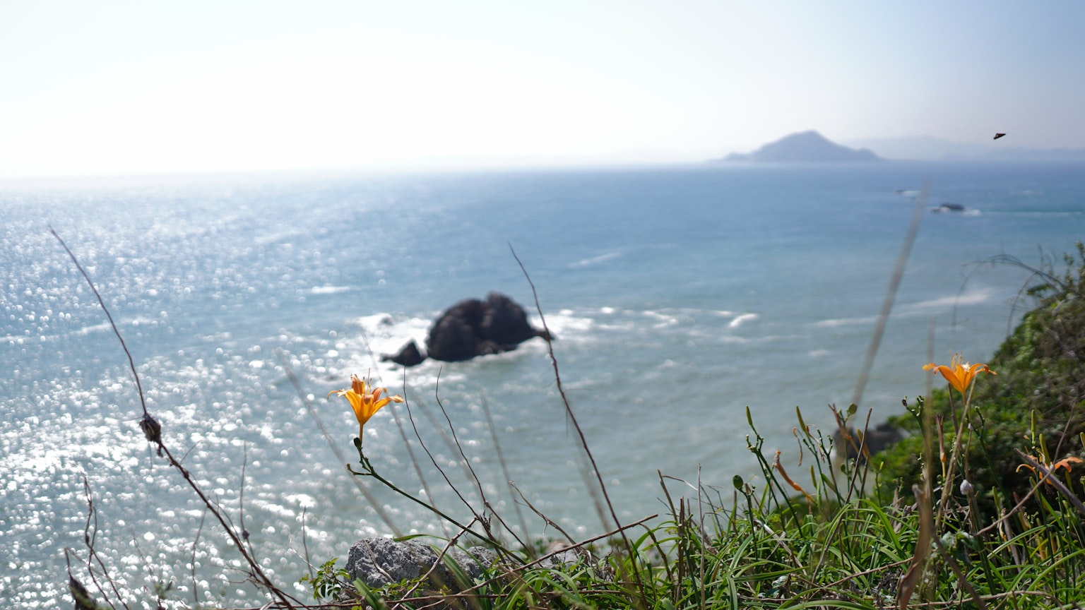 Coastal view featuring grass and flowers by the sea
