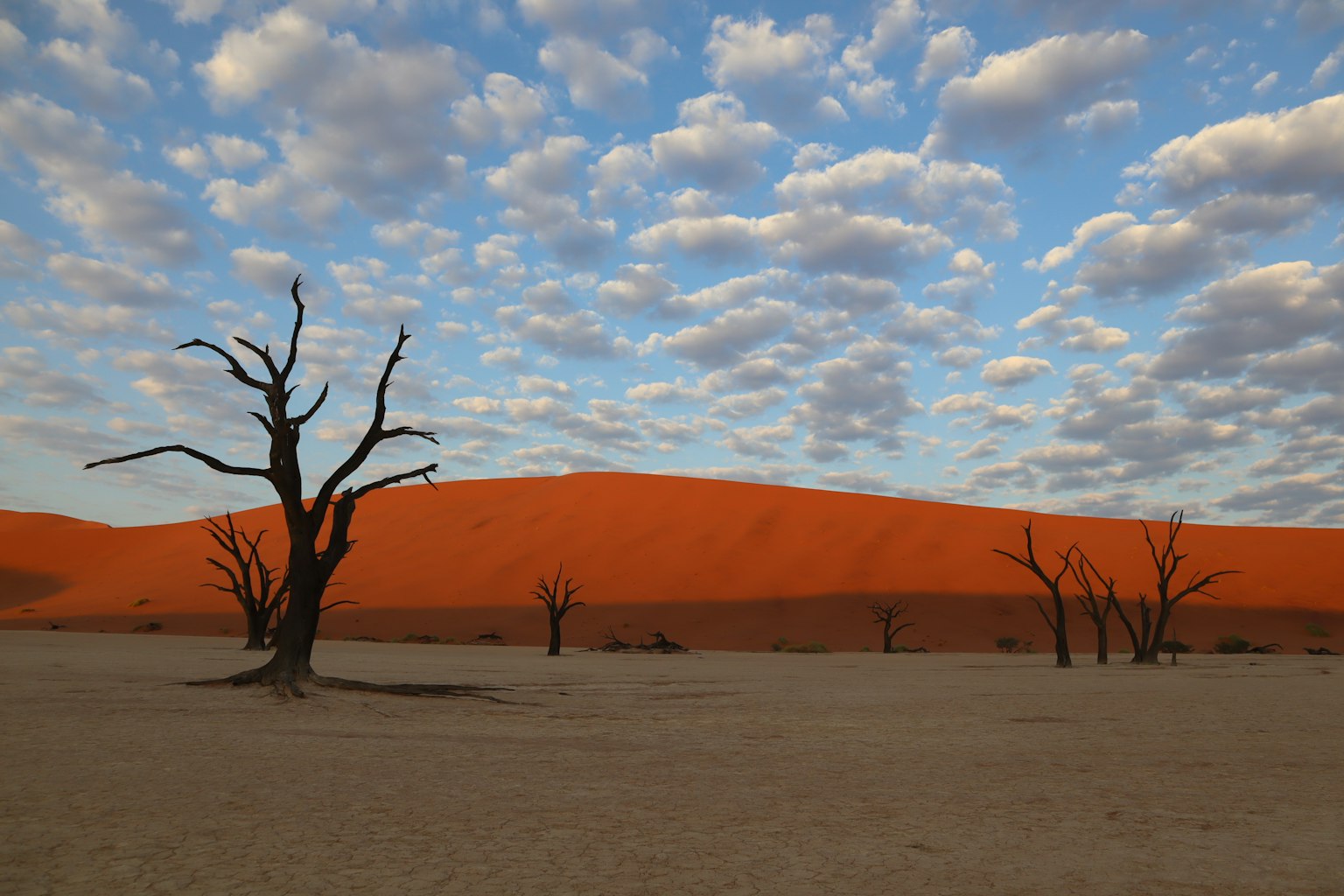 Paysage d'arbres morts avec des dunes de sable orange en arrière-plan