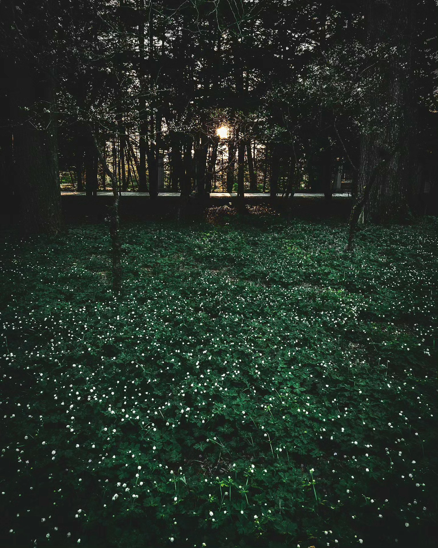 Une forêt sombre remplie de fleurs blanches illuminées par la lumière de la lune