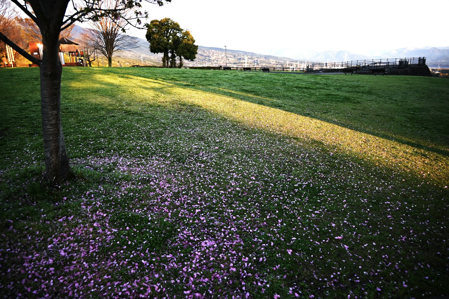 Rumput yang ditutupi kelopak bunga sakura yang jatuh dan bayangan pohon