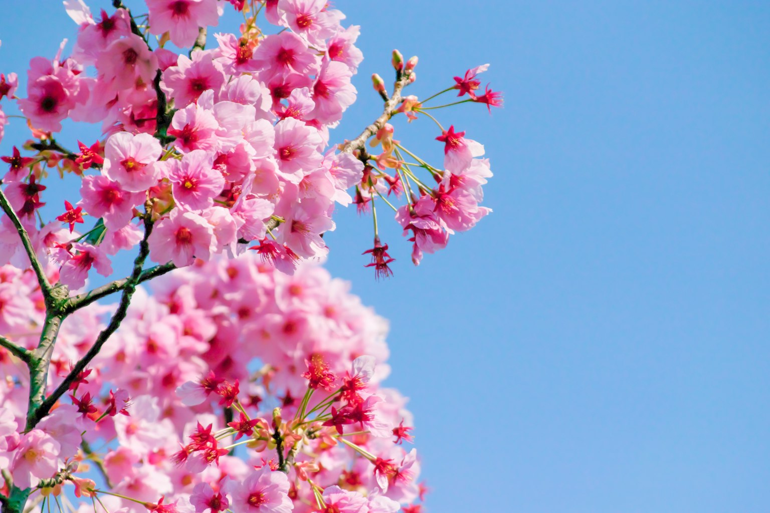 Bunga sakura pink dengan latar belakang langit biru yang cerah
