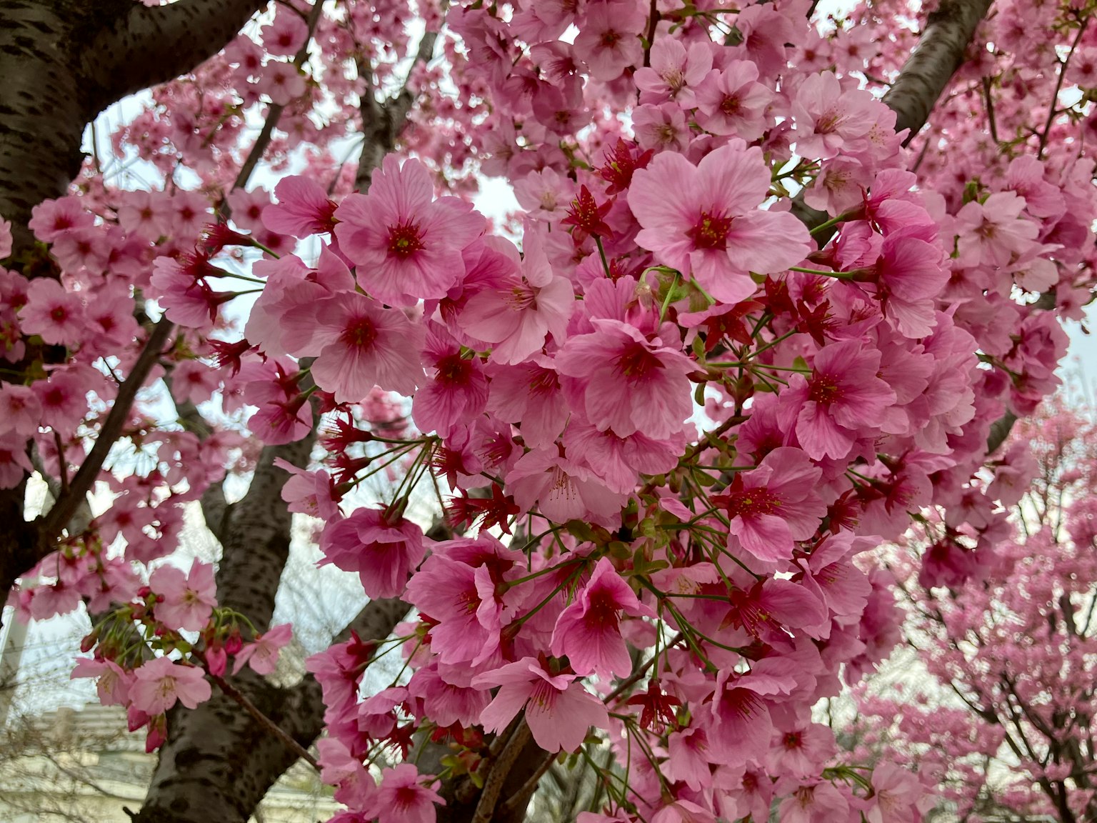 Hermosas flores de cerezo rosadas floreciendo en un árbol