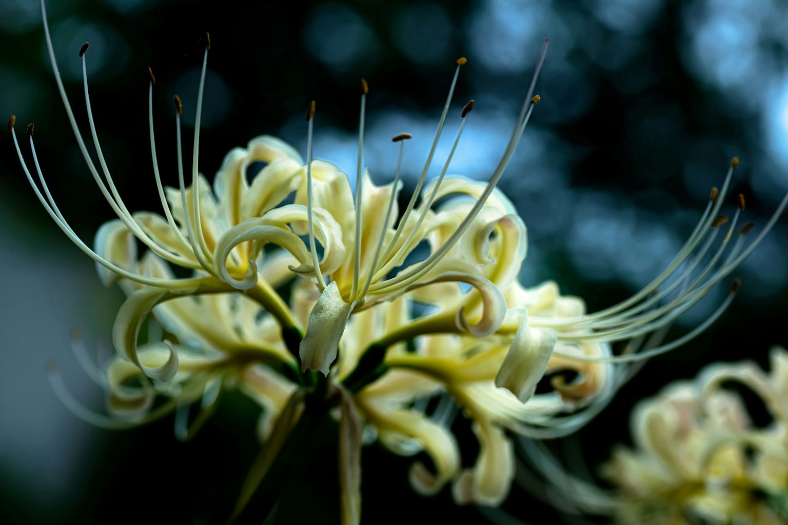 Close-up of a yellow flower with long, whisker-like stamens