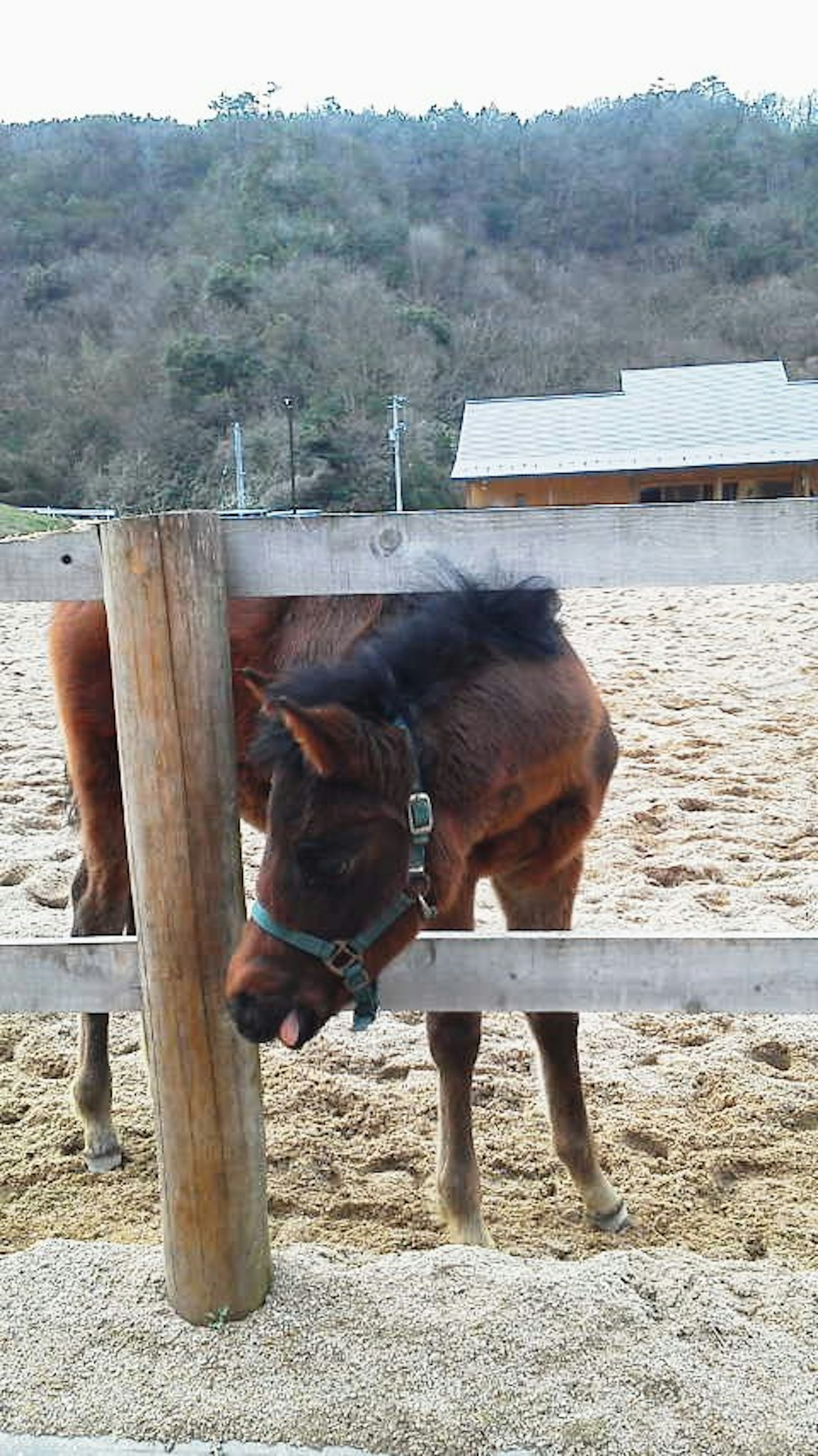 A small horse peeking through a wooden fence