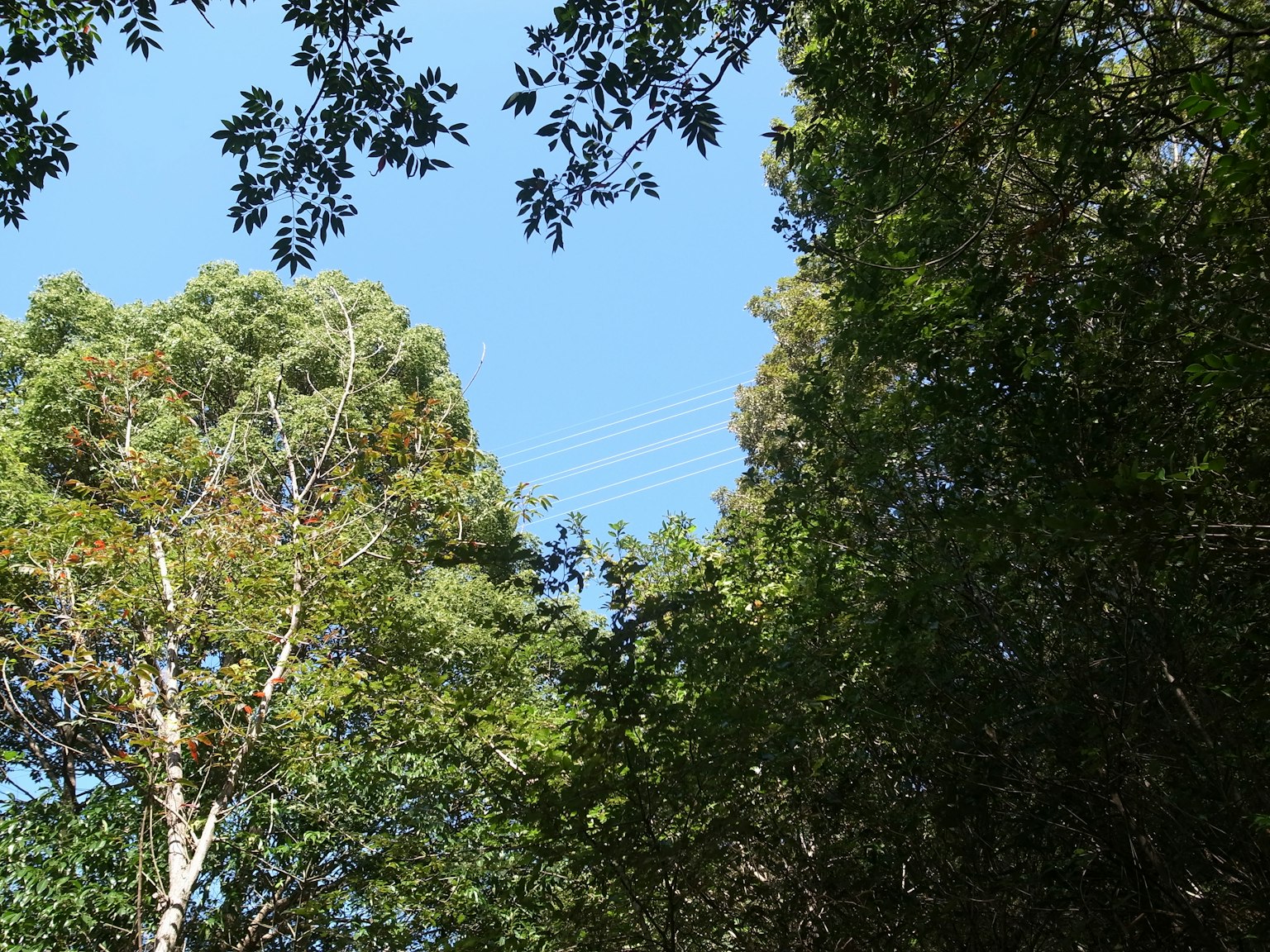 Scena naturale con alberi verdi e cielo blu
