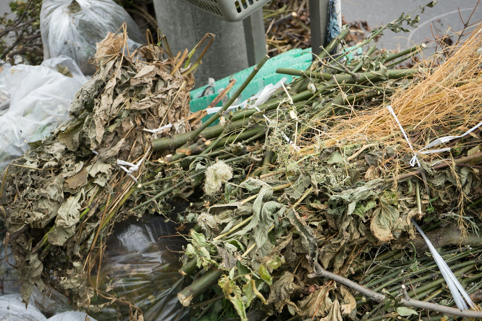 Un tas de mauvaises herbes et de plantes sèches jetées au sol