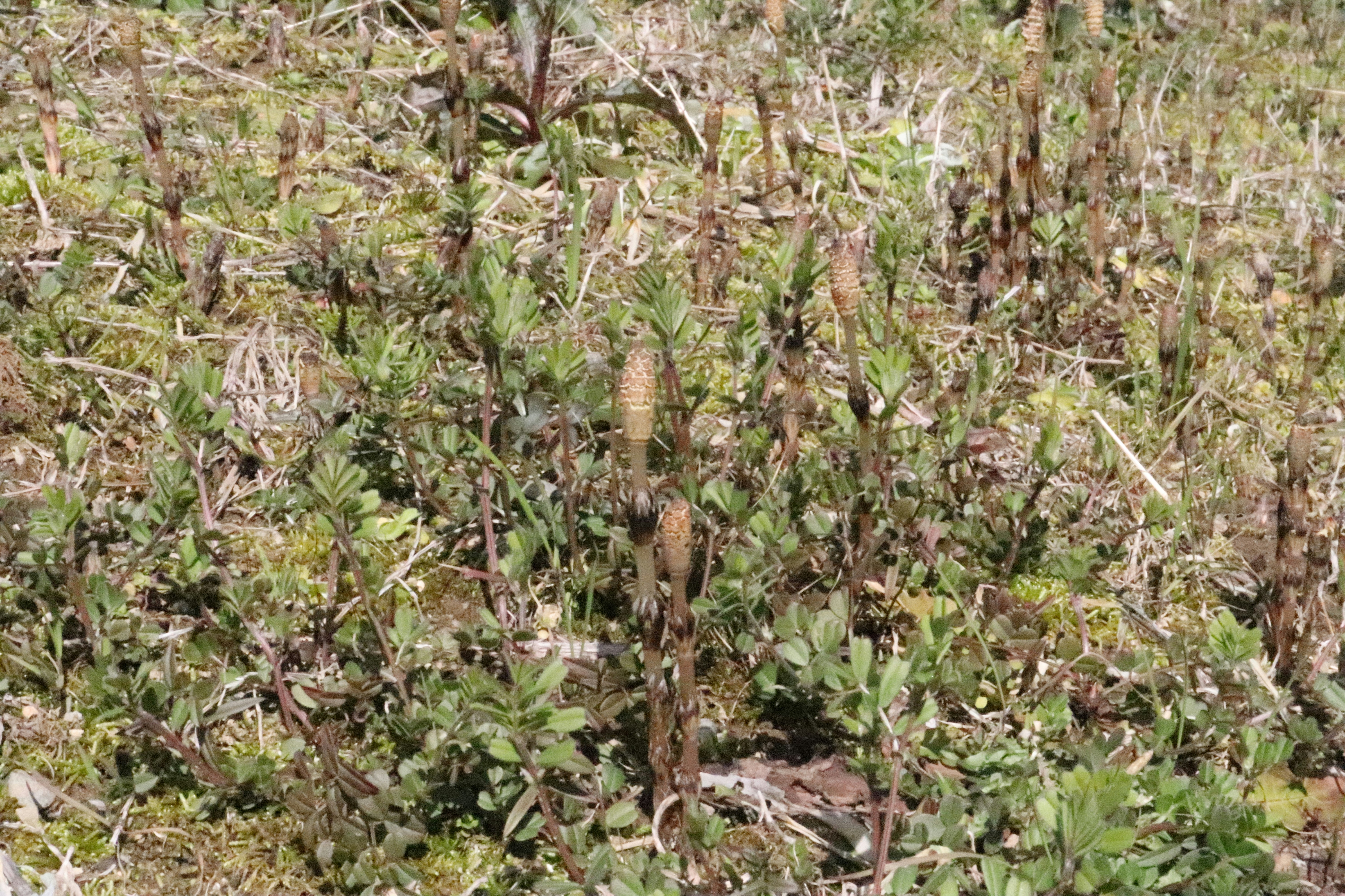 地面に生えている若い植物の群れ