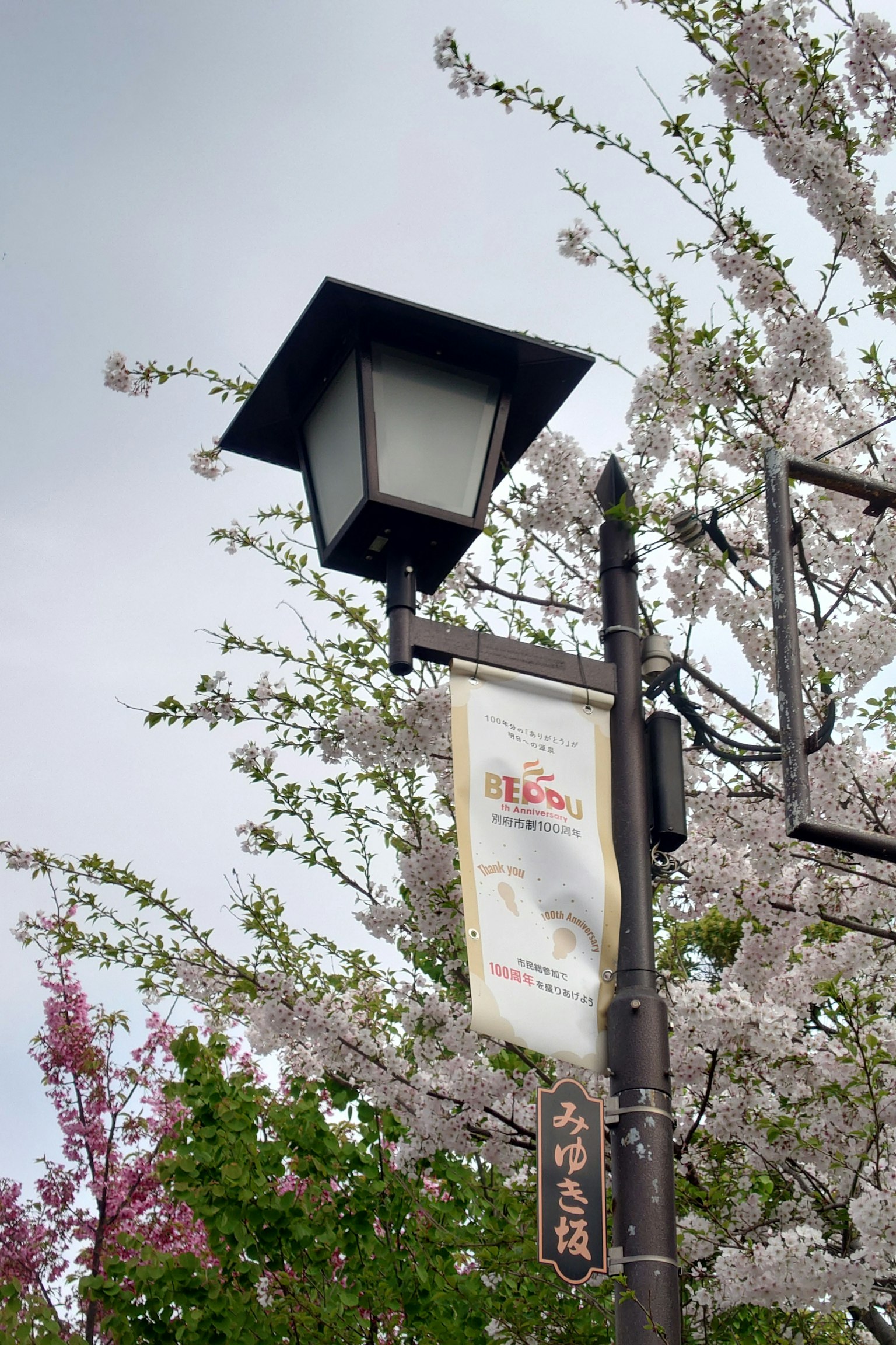 Farola con flores de cerezo y un cartel