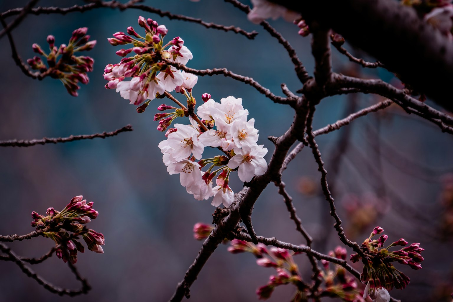 桜の花とつぼみが咲いている枝のクローズアップ