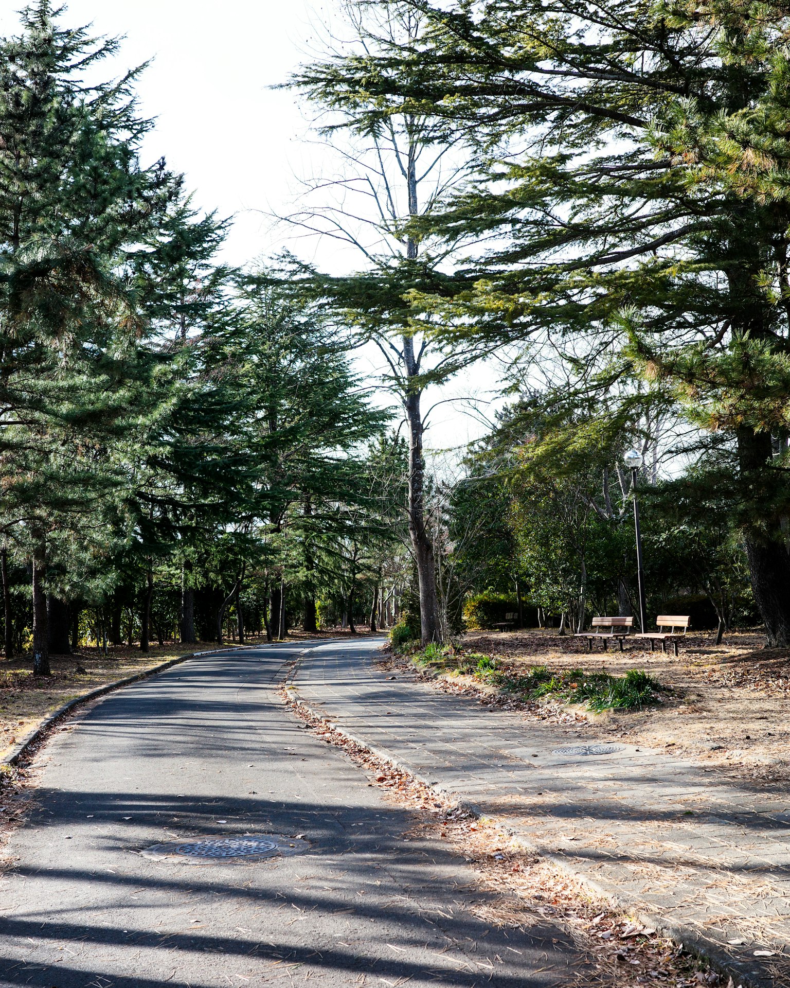 Sentiero pavimentato circondato da alberi verdi in un ambiente sereno