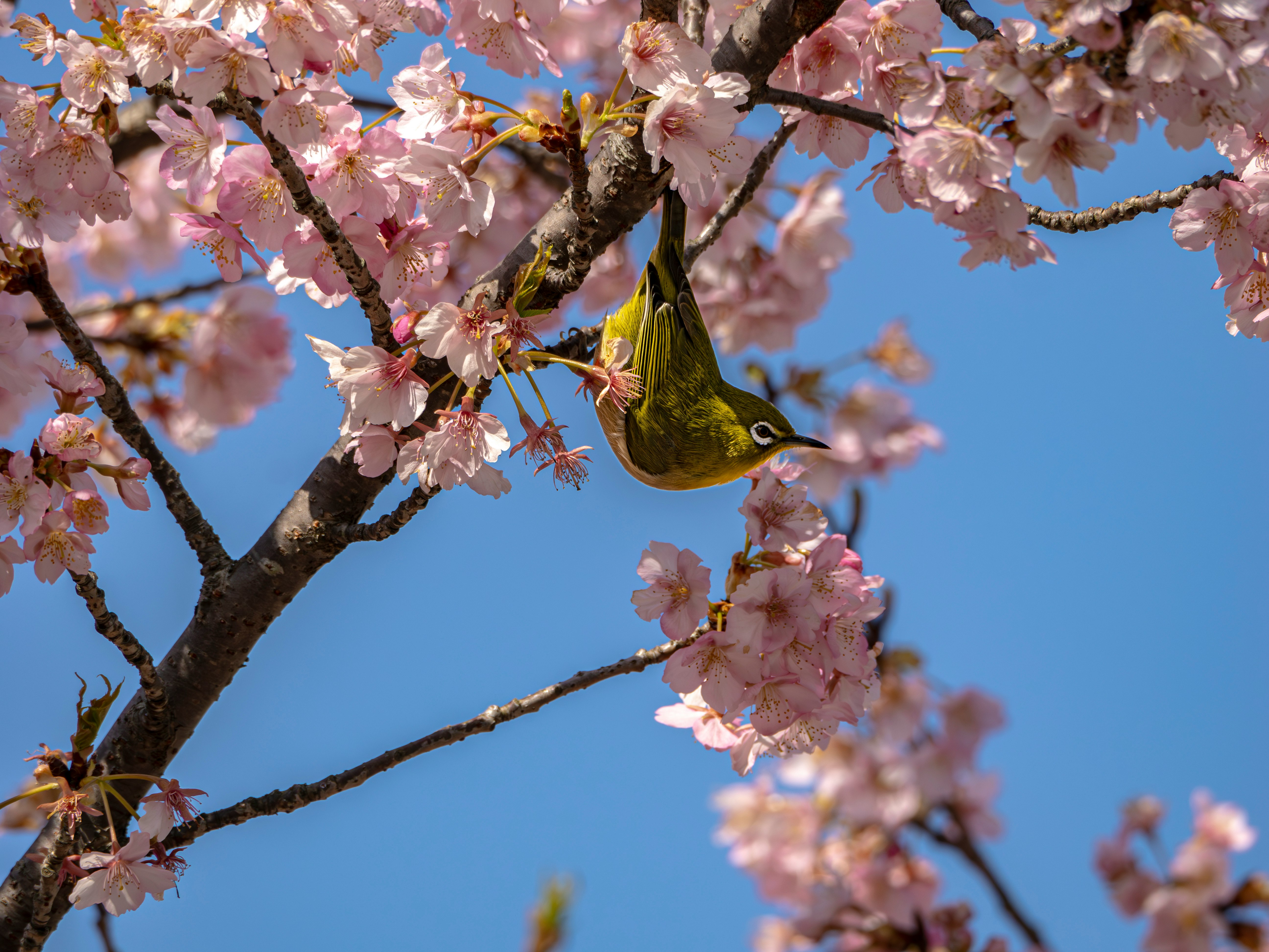 桜満開の枝にとまるメジロの上体反らし