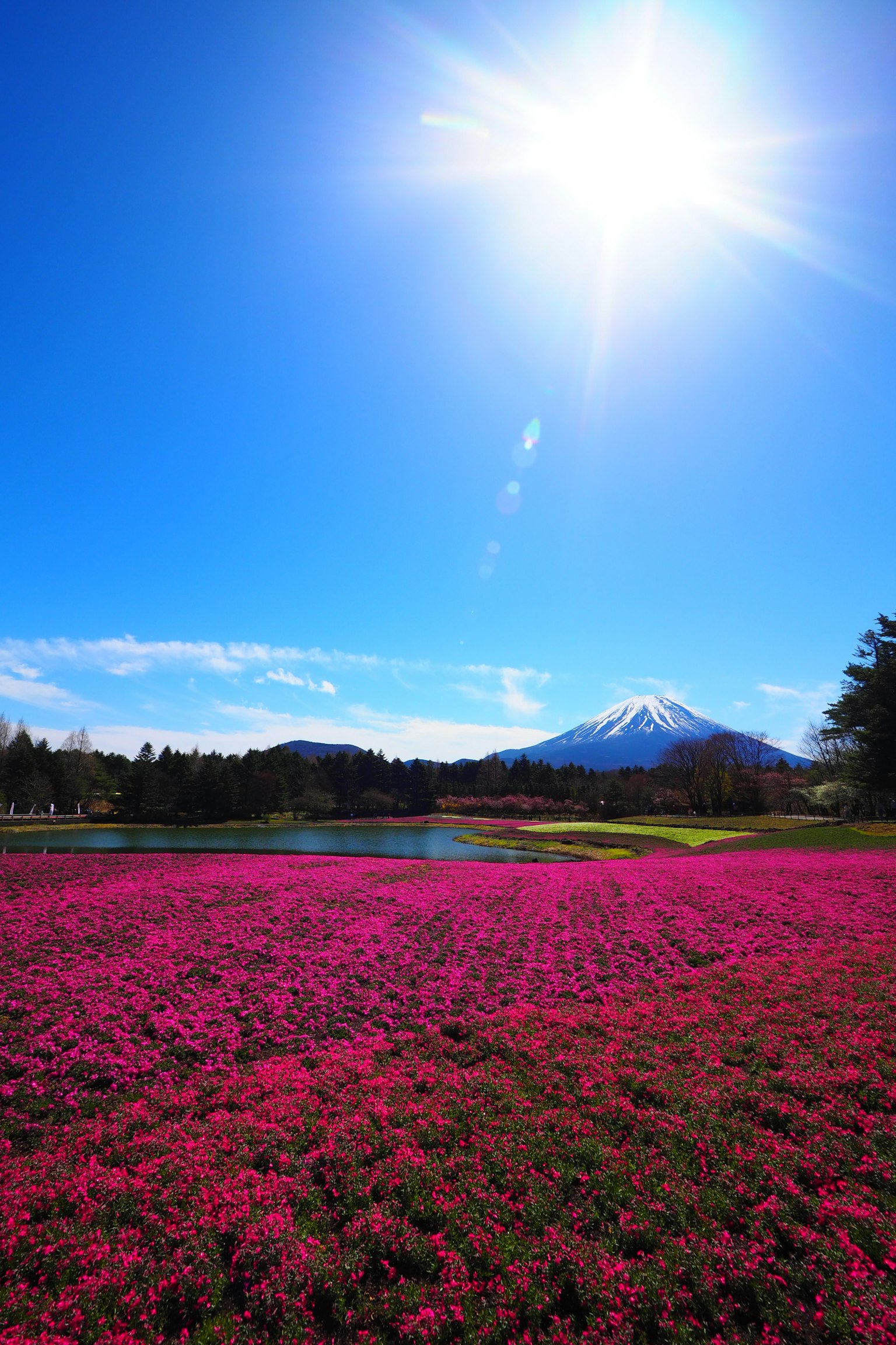 Campo de flores rosas vibrantes con el monte Fuji al fondo y cielo azul brillante