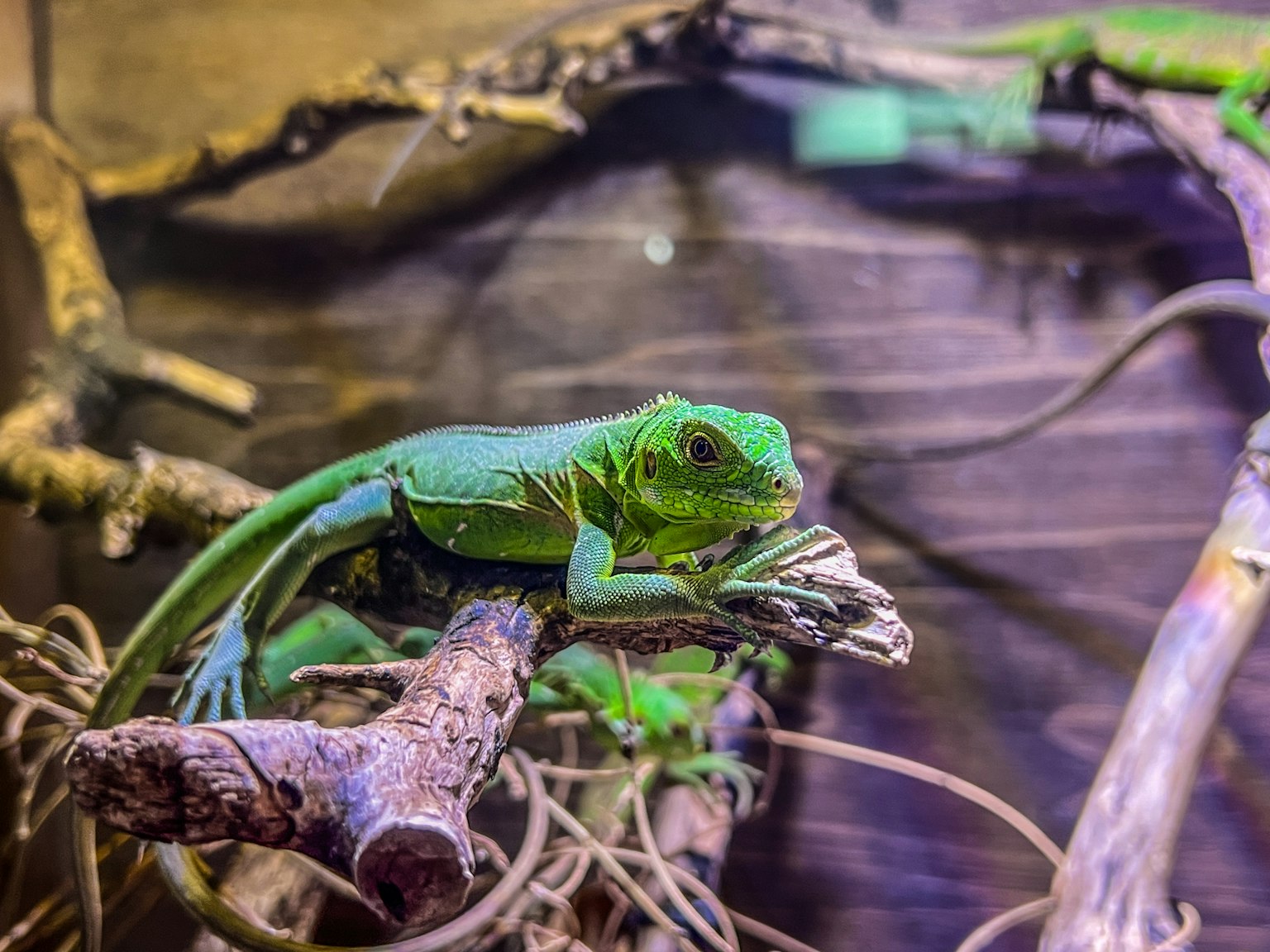Green lizard resting on a branch with a natural habitat background