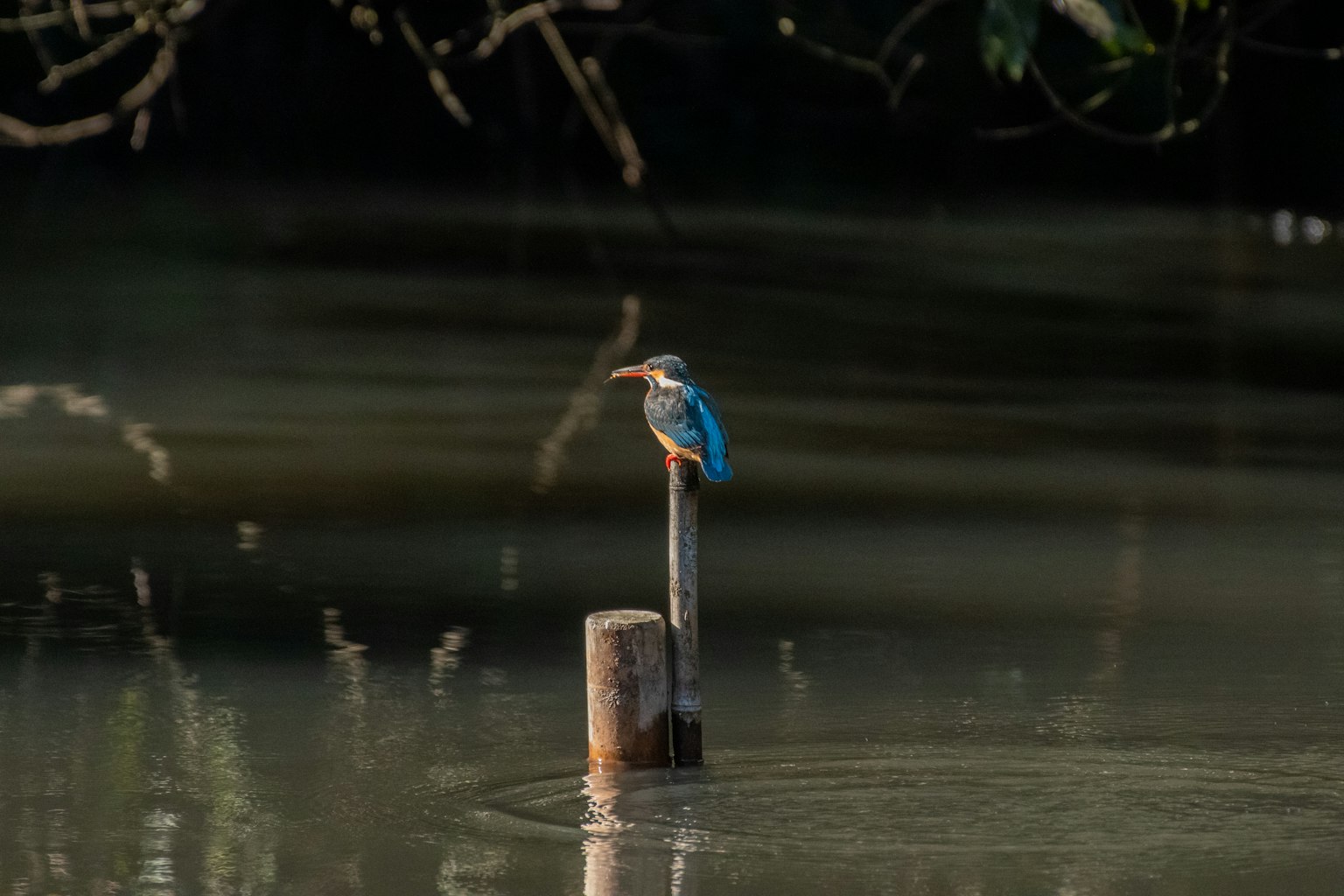Kingfisher with blue feathers perched on a post by the water