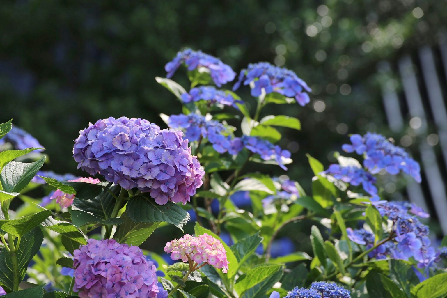 Hydrangeas in shades of blue and pink blooming in a garden