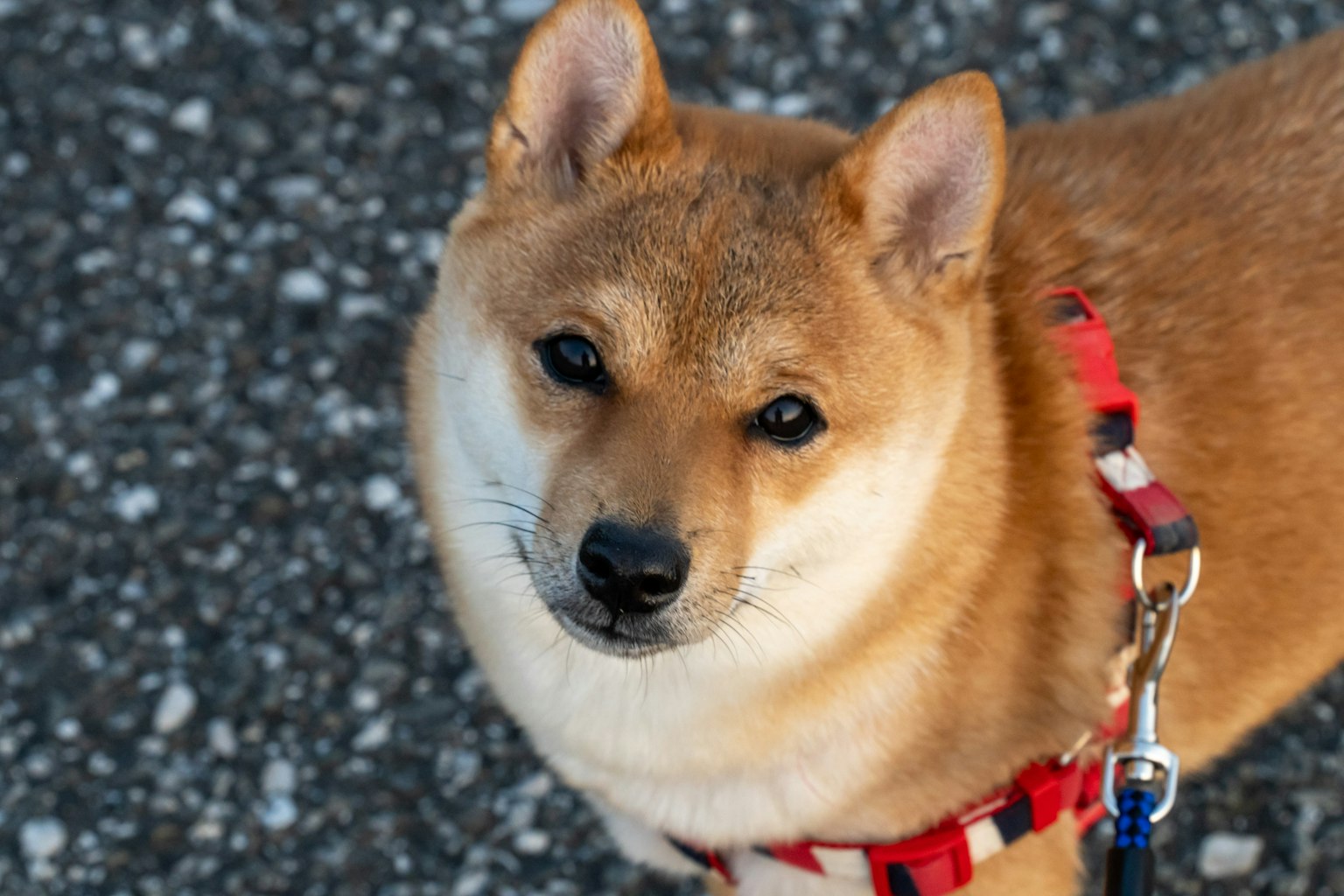 Close-up of a Shiba Inu dog with a light brown coat and black eyes