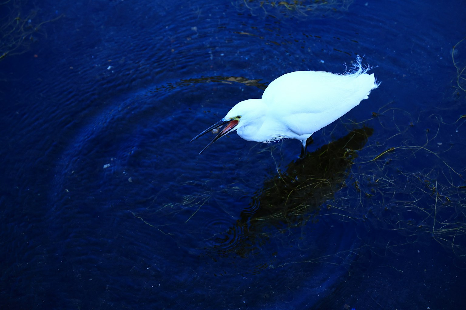 A white bird hunting in dark blue water
