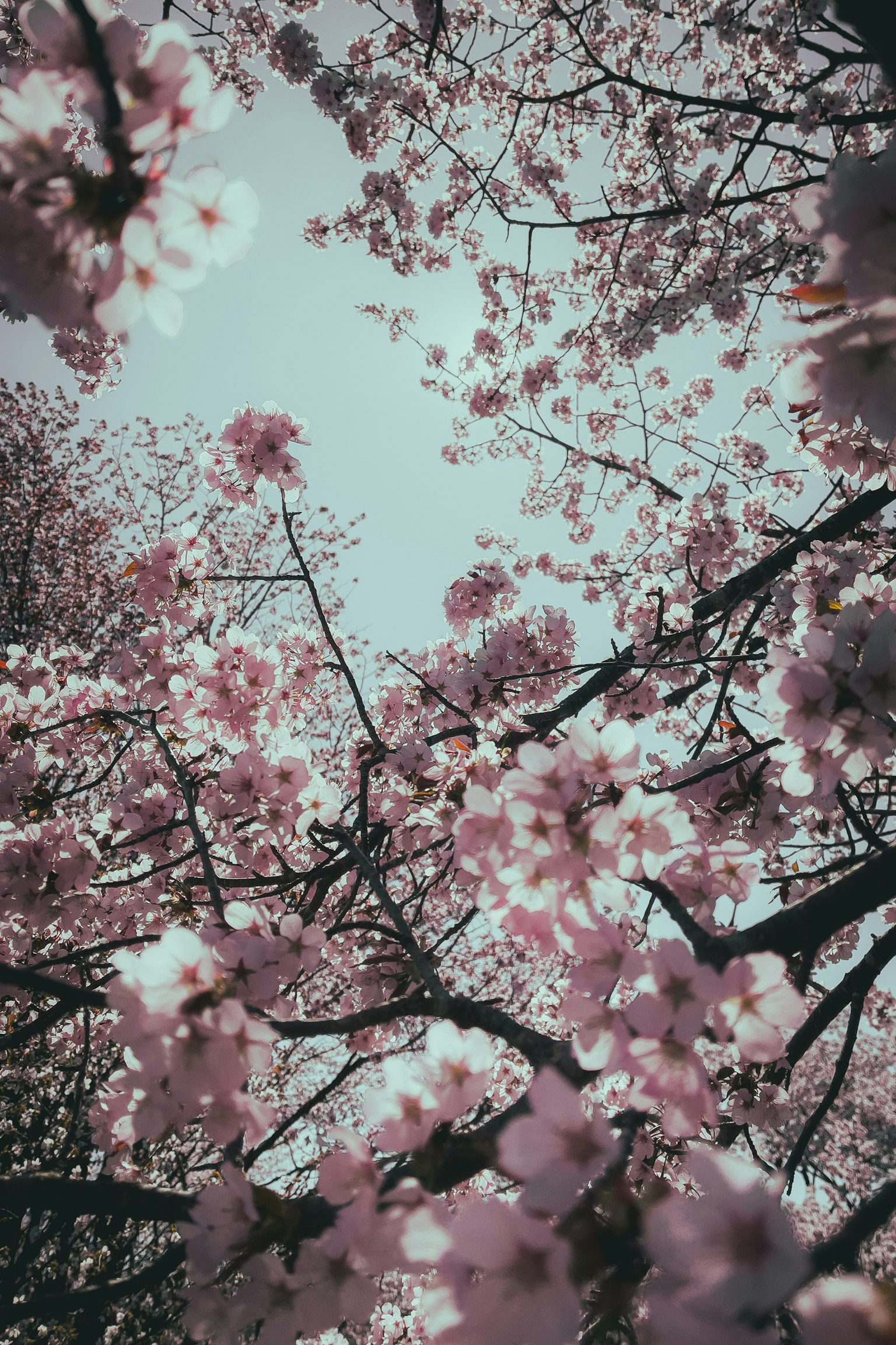 View looking up at cherry blossom trees with pink flowers