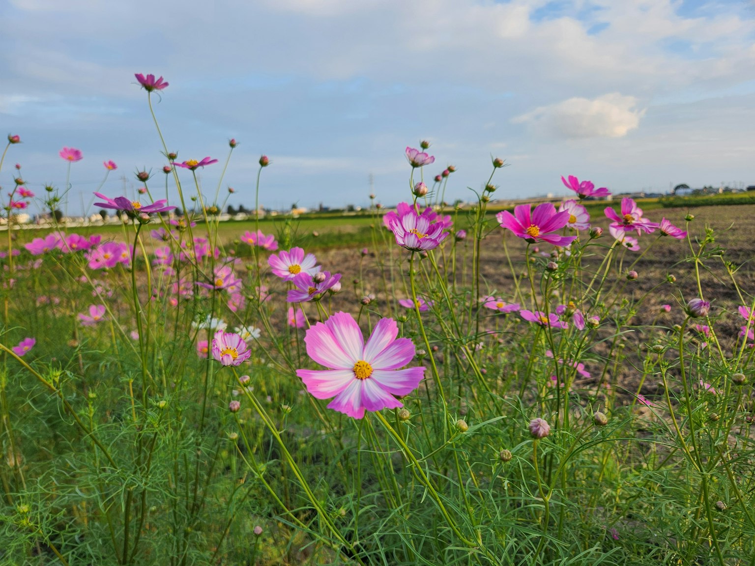 Field of blooming pink cosmos flowers with a cloudy sky