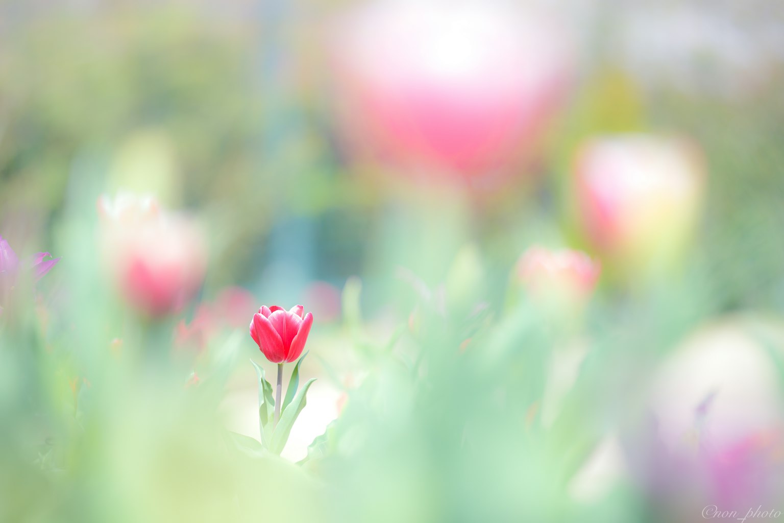 Sebuah tulip merah cerah menonjol di antara tulip berwarna-warni yang kabur di taman