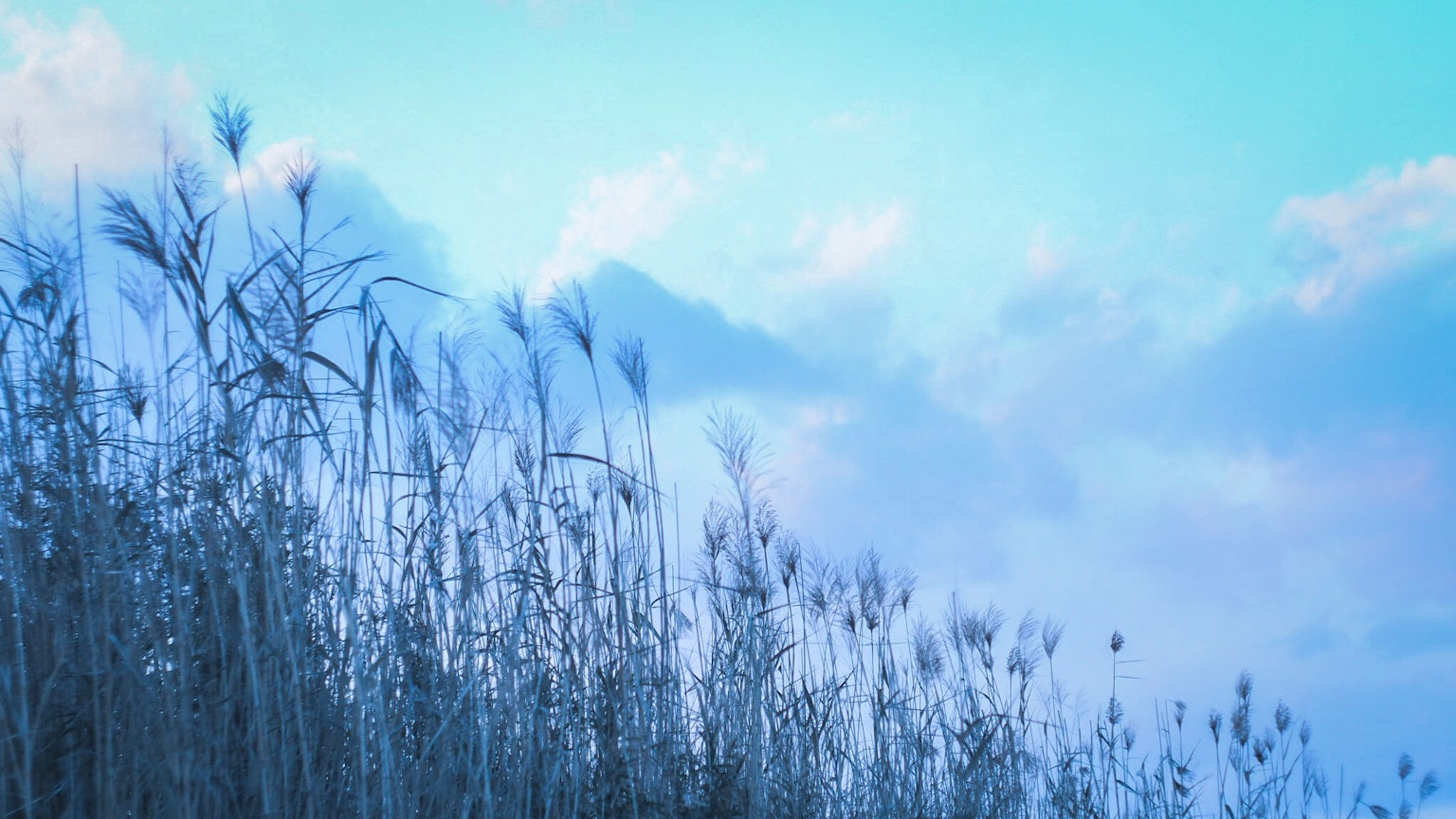 Field of grass with spikes against a blue sky and clouds