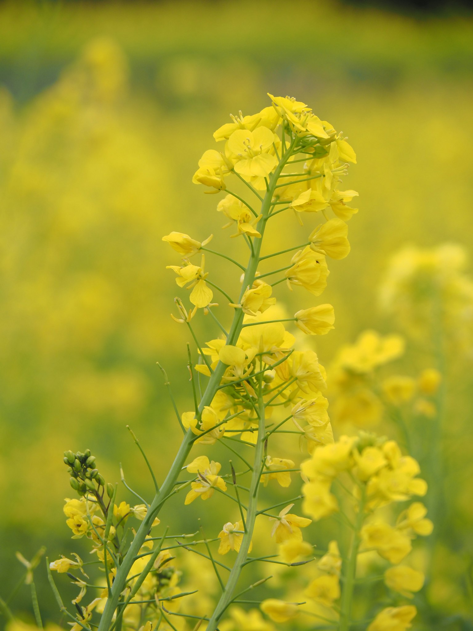 Close-up of a plant with yellow flowers blurred green background
