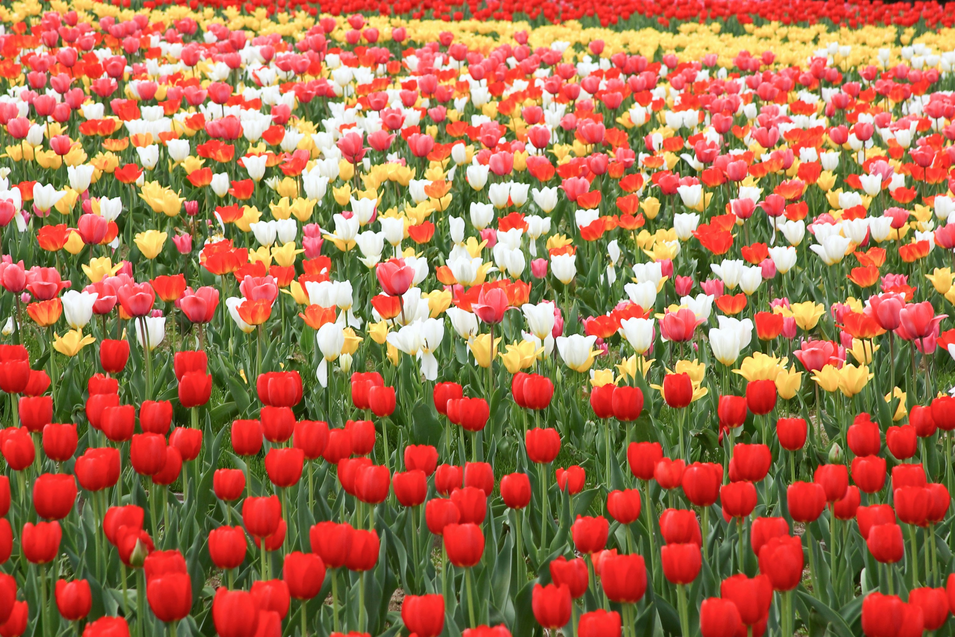 Cánh đồng hoa tulip mùa xuân với hoa đỏ, trắng và vàng
