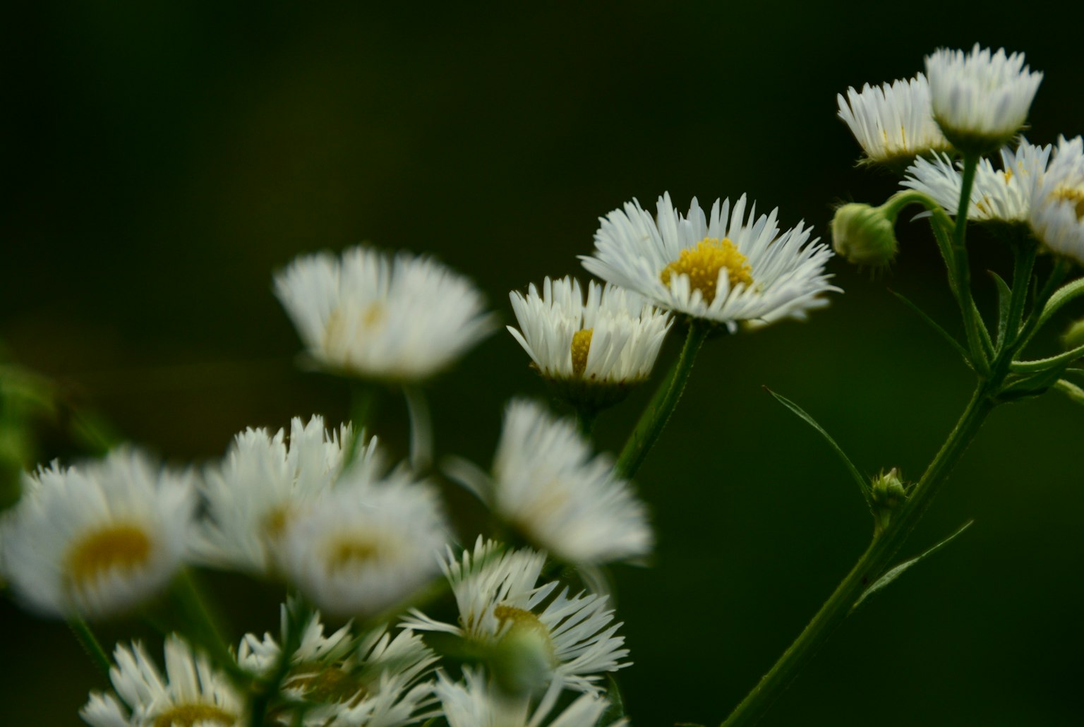 Flores blancas en flor con un fondo desenfocado