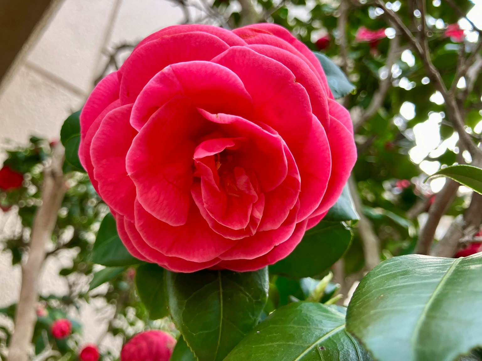 Fiore di camelia rossa vibrante circondato da foglie verdi
