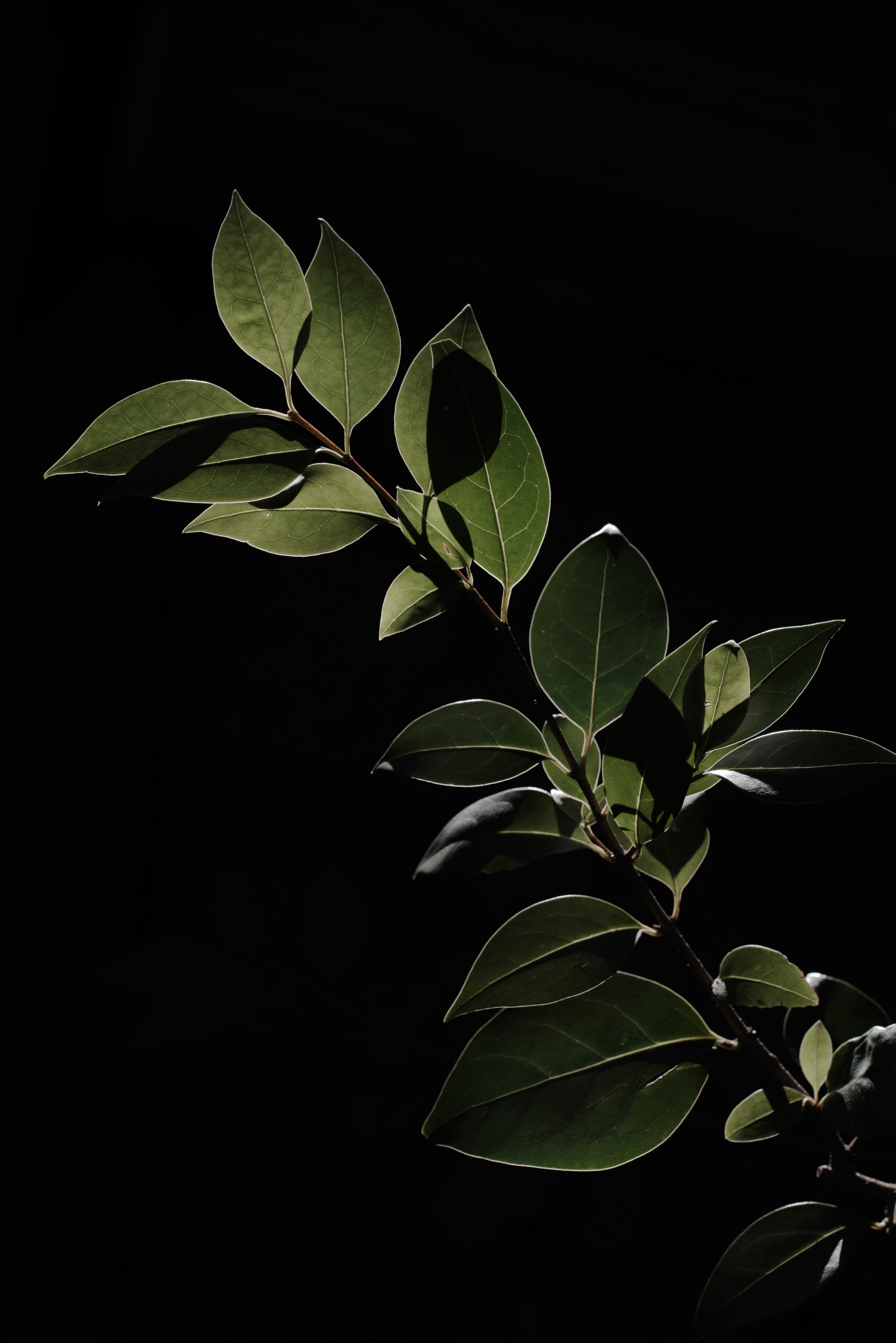 morning backlit leaves of ligustrum