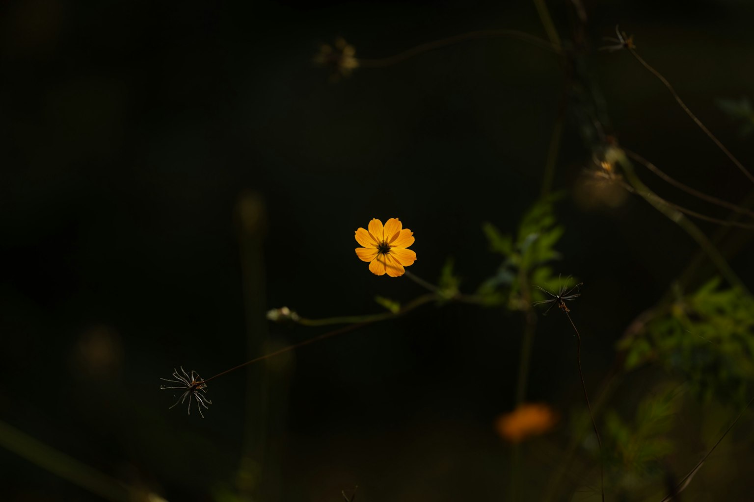 黑暗背景上的明亮黃色花朵和綠色葉子