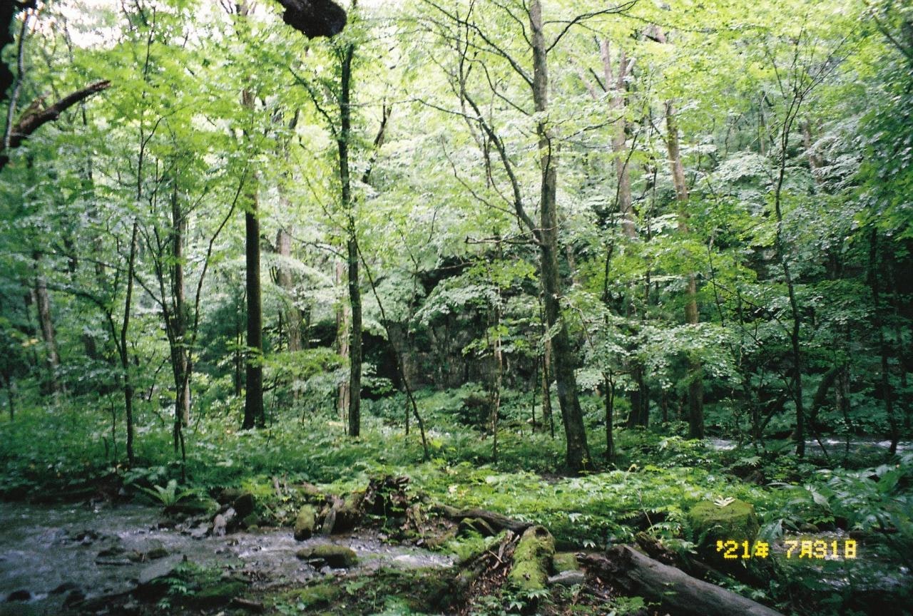 riachuelo en un bosque verde con rocas cubiertas de musgo