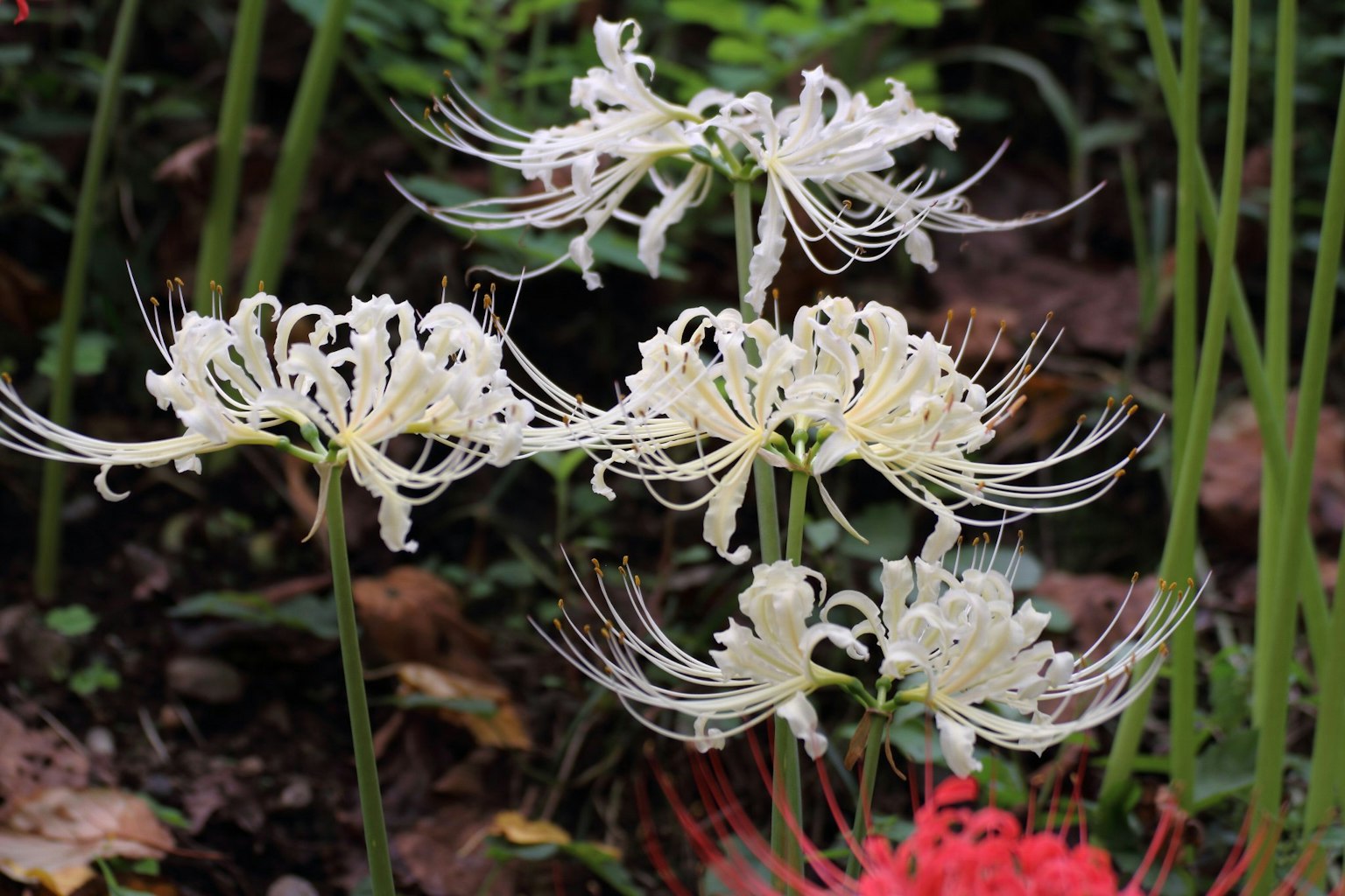 A cluster of white flowers with long delicate petals surrounded by green foliage