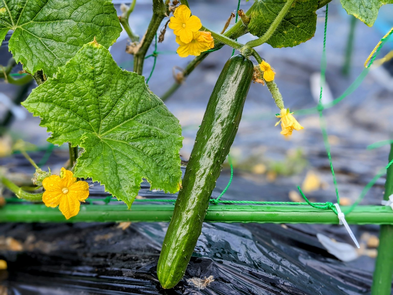 Cetriolo verde che cresce tra fiori gialli e foglie verdi