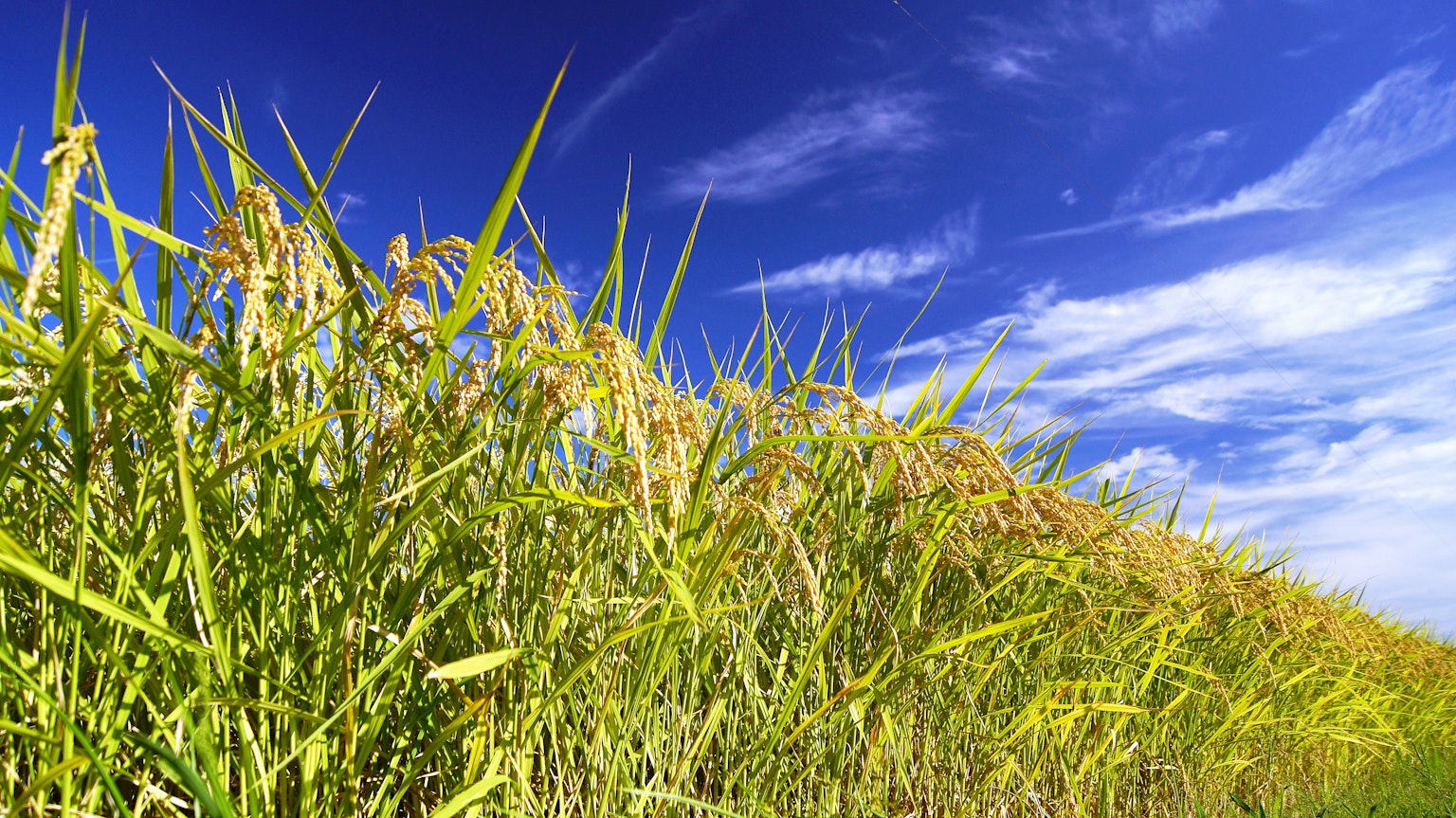 Rice plants with golden grains under a blue sky