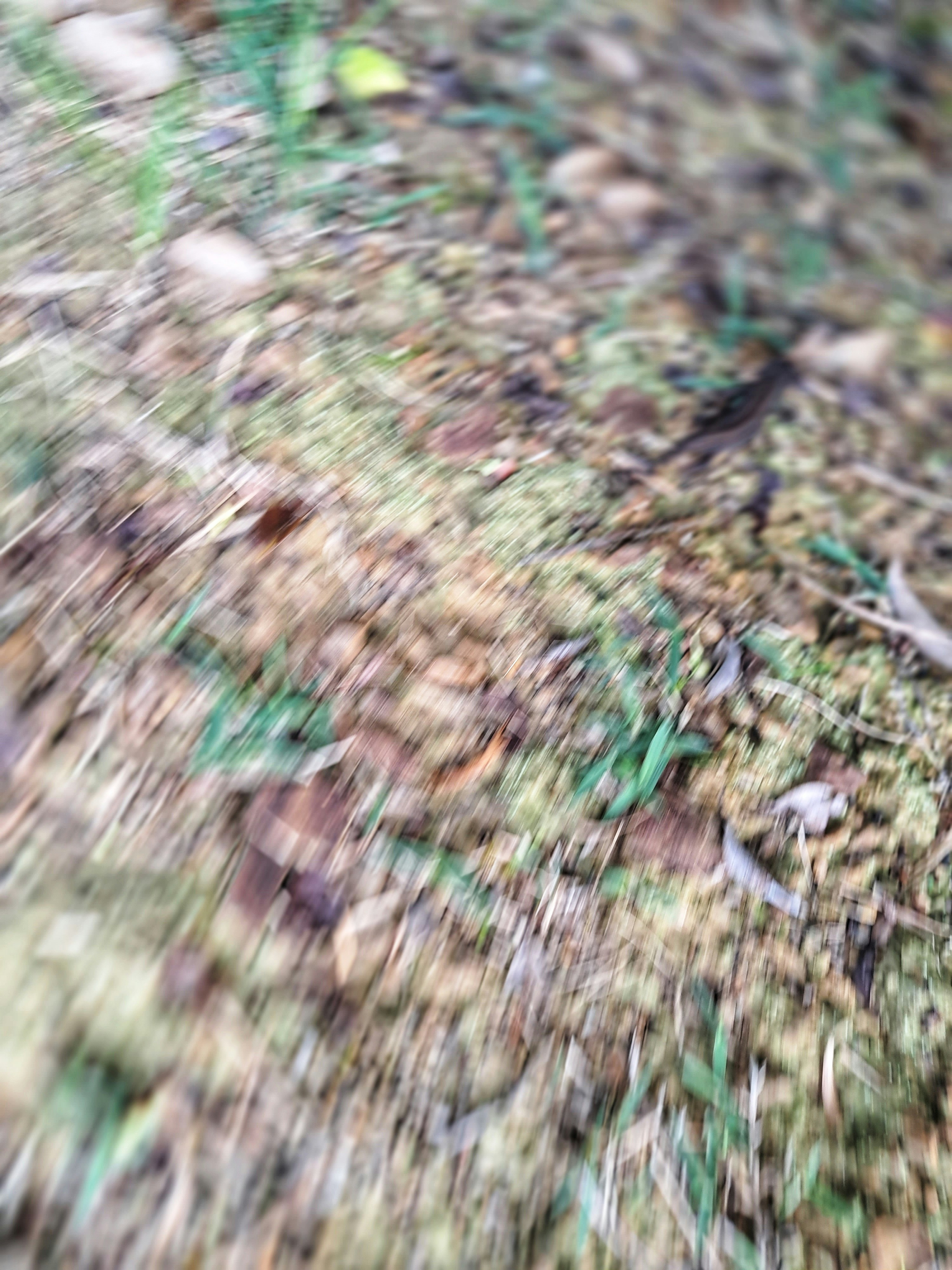 草叢中移動的小動物般的模糊身影