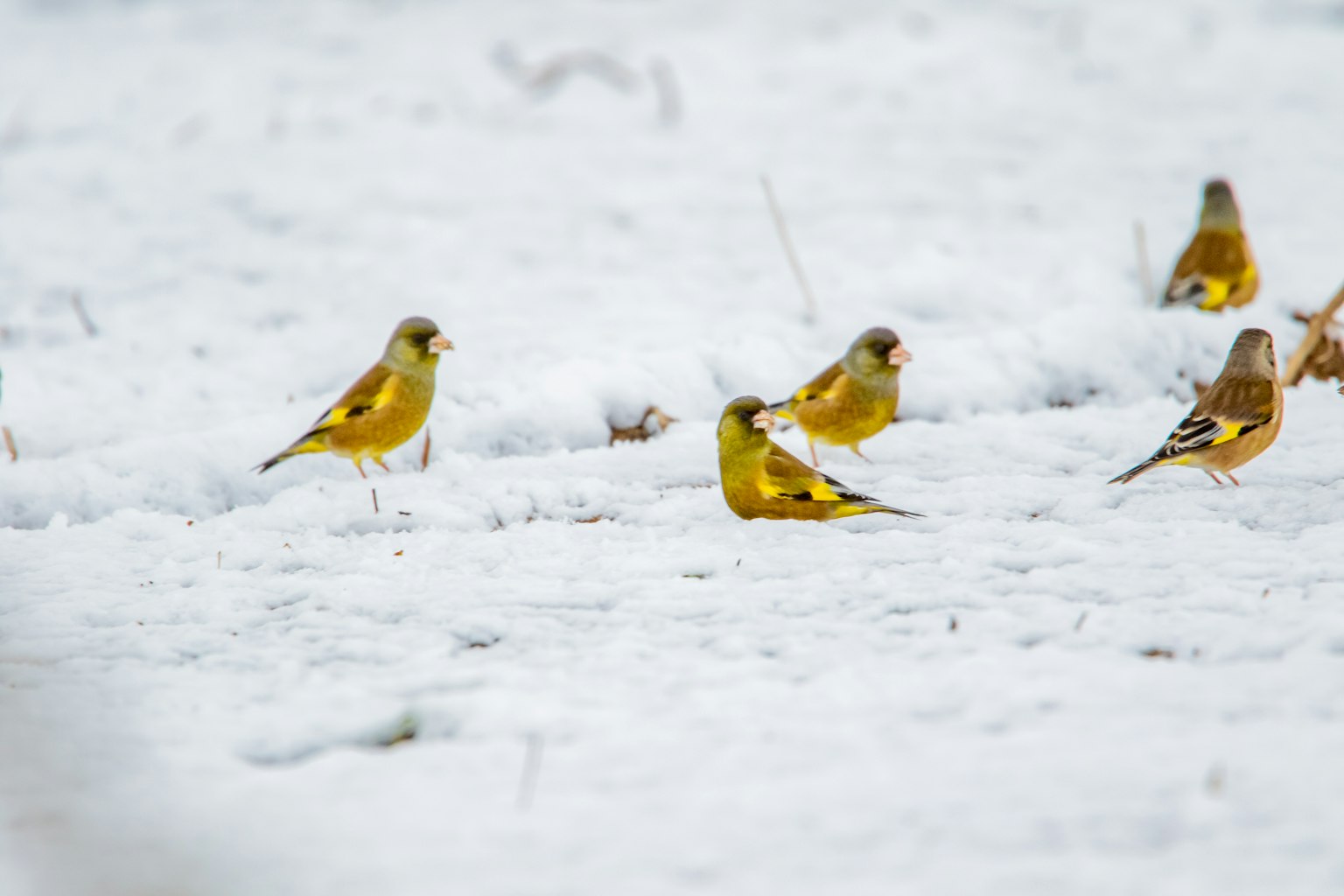 A group of yellow birds on the snow