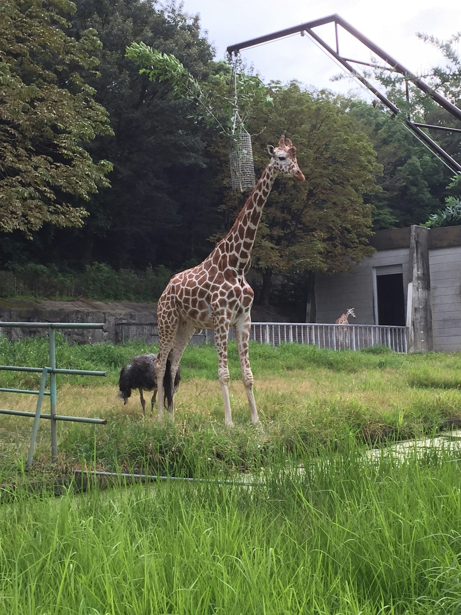 Una giraffa che sta in un'area erbosa con un animale nero vicino