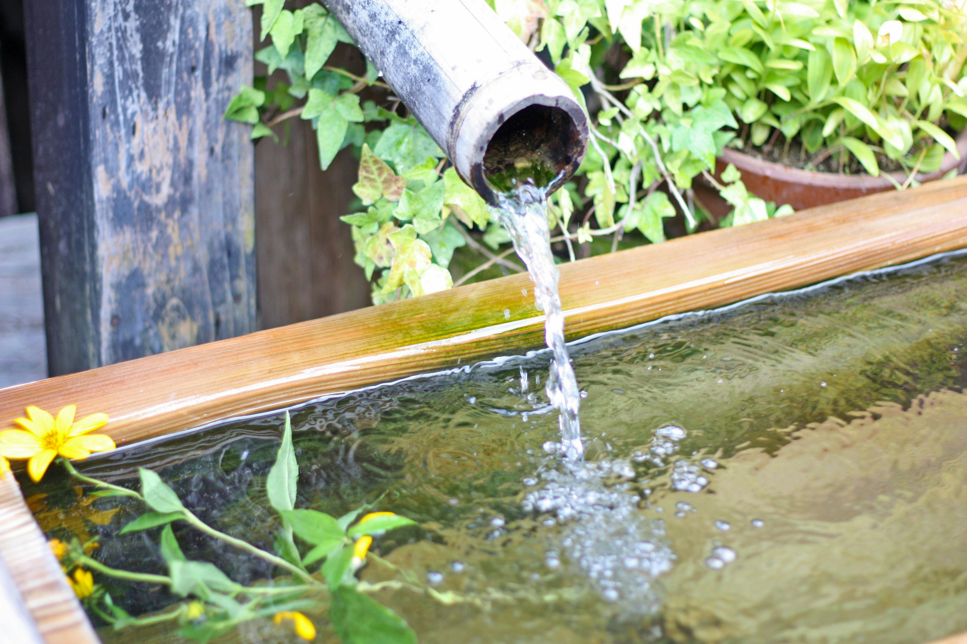 Water pouring from a bamboo spout into a mossy water basin in a garden