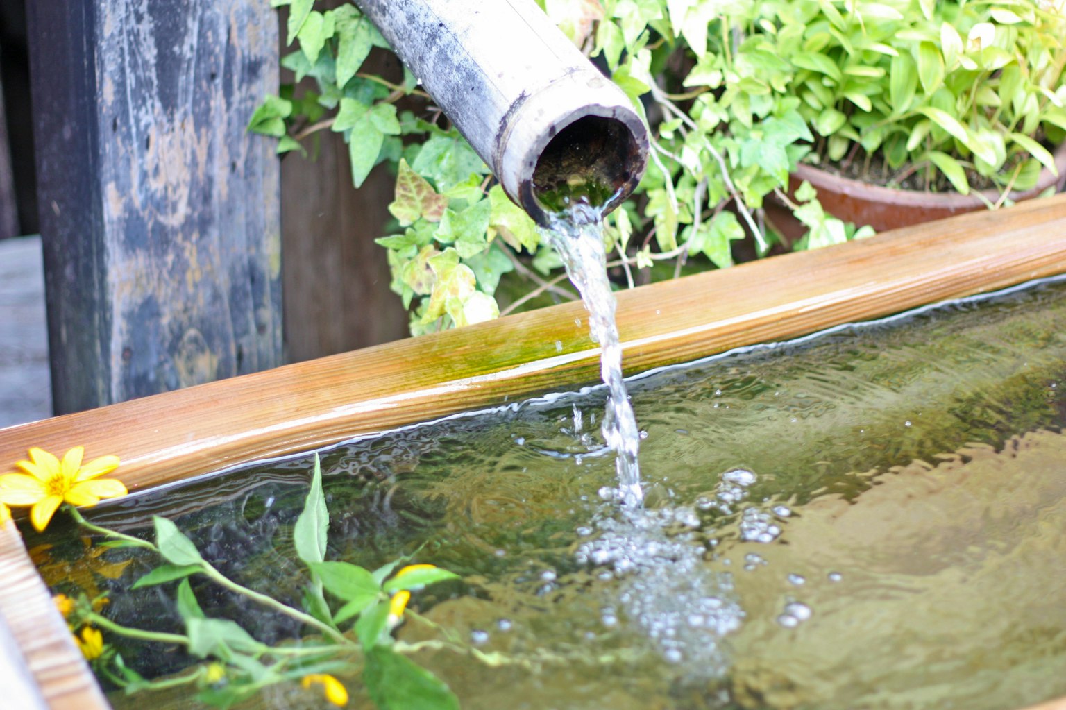 Bambusrohr, das Wasser in einen Teich gießt, umgeben von grünen Pflanzen und gelben Blumen