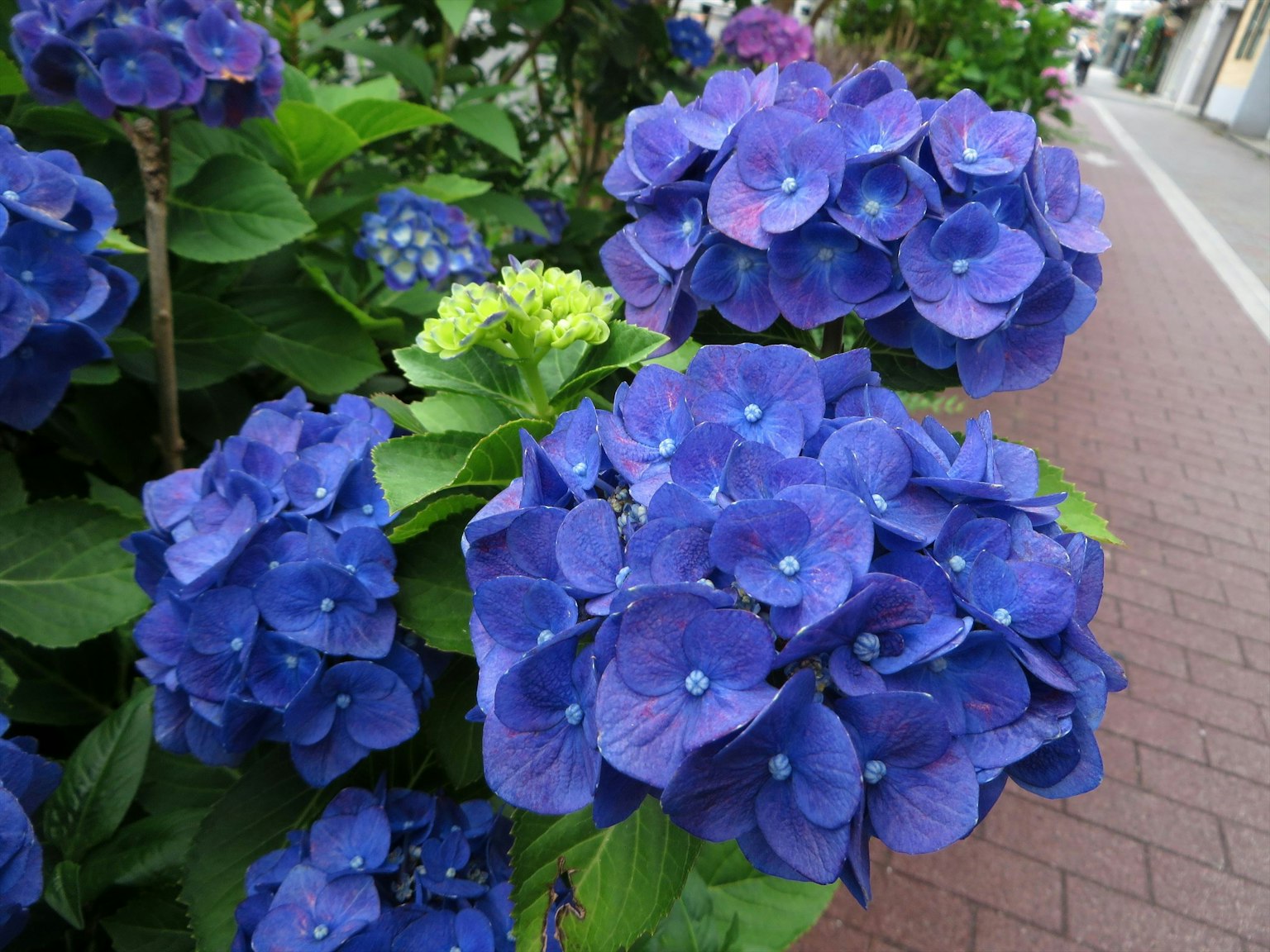 Raggruppamento di fiori di ortensia blu vivaci in fiore