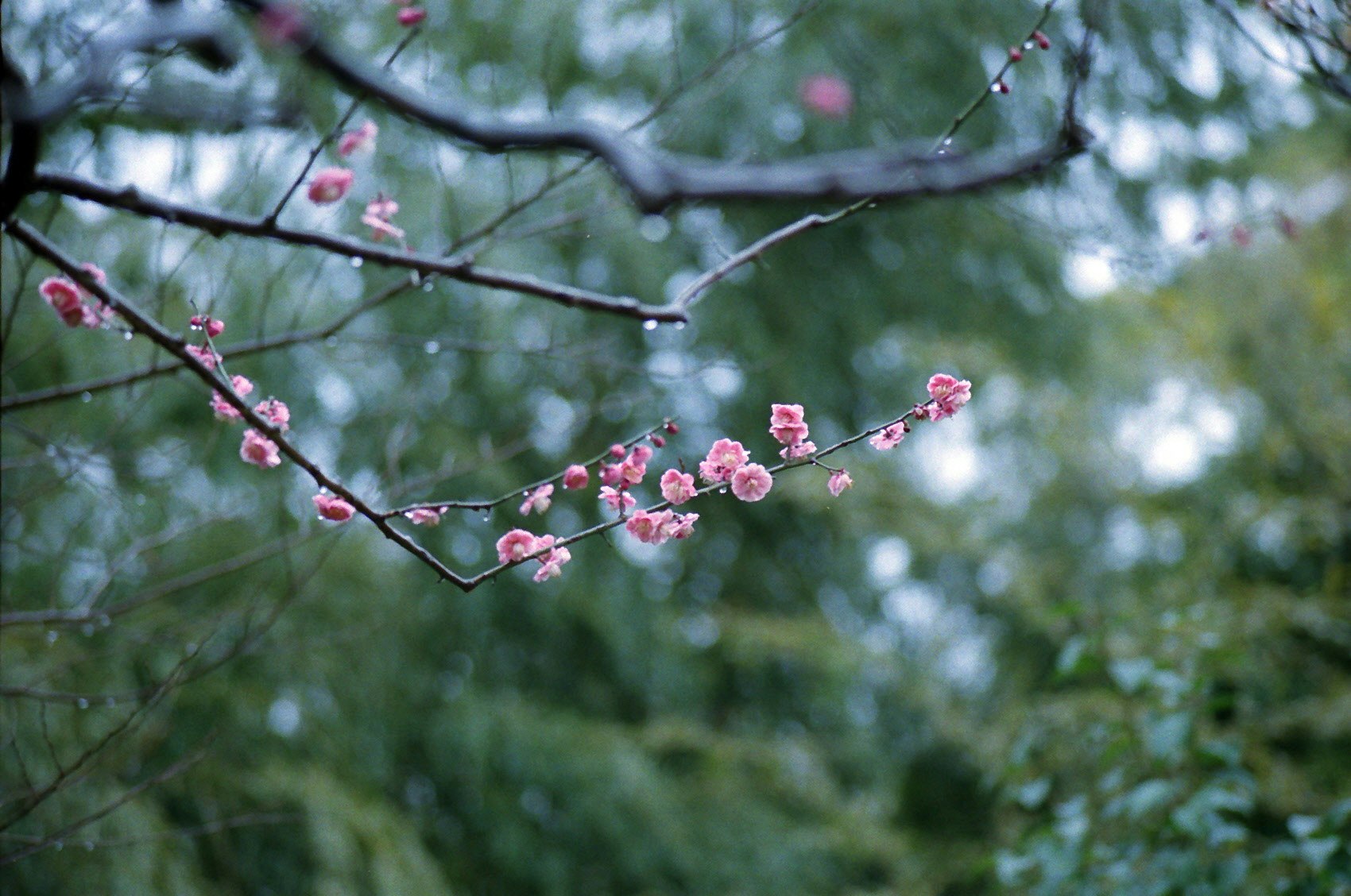 枝に咲く淡いピンクの花と新緑の背景